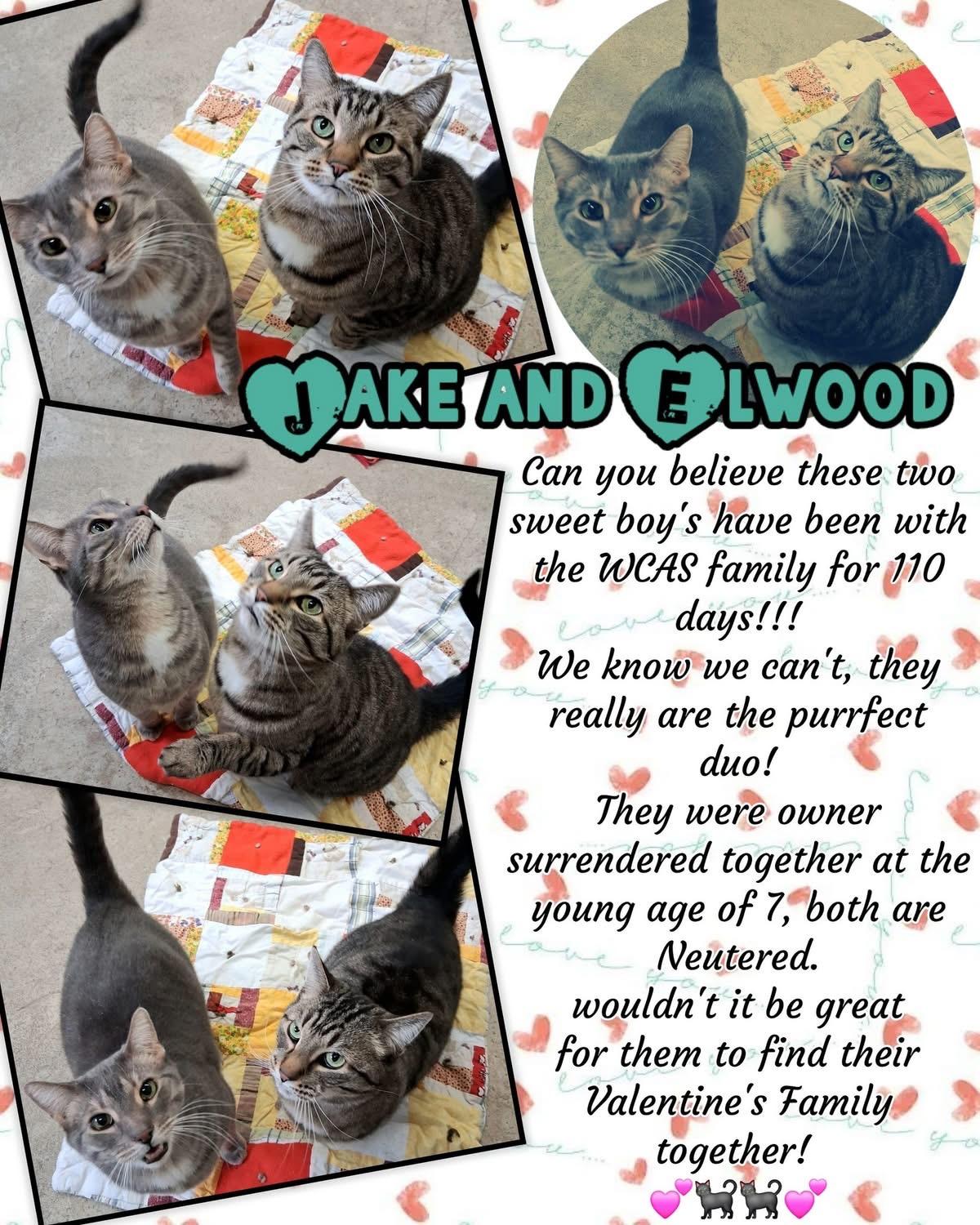 Enlarge JAKE AND ELWOOD, a Adoptable Domestic Short Hair in Cadillac, MI image 1/4