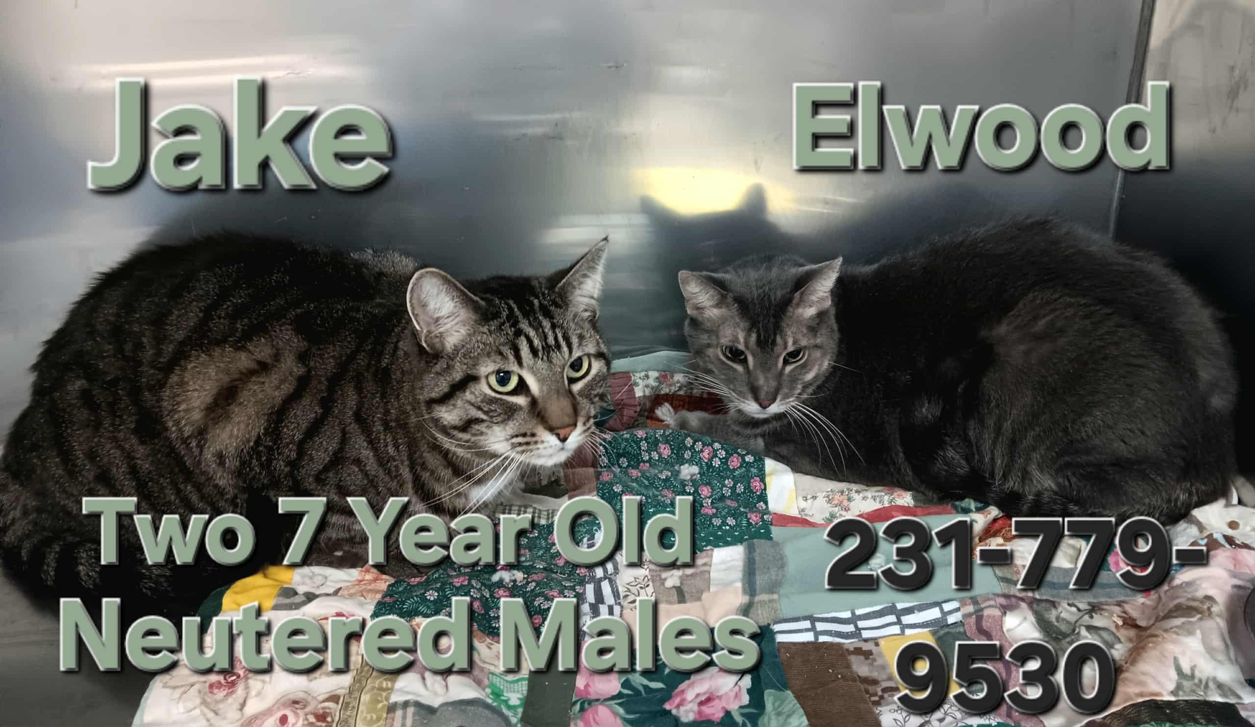 JAKE AND ELWOOD, Adoptable, Adult Male Domestic Short Hair.