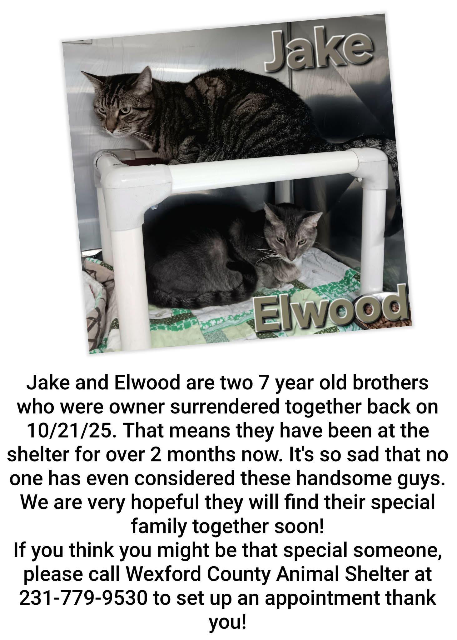 JAKE AND ELWOOD, Adoptable, Adult Male Domestic Short Hair.