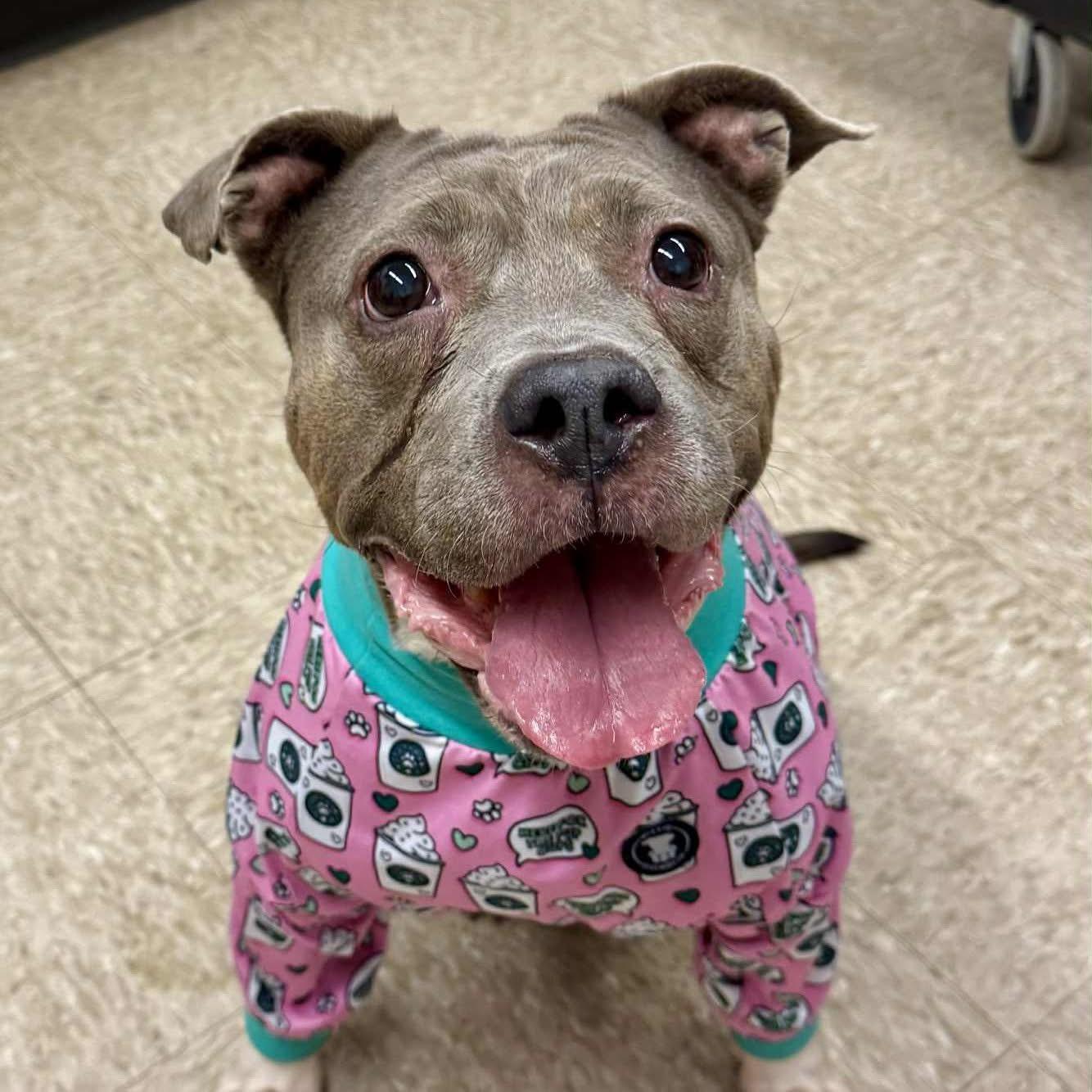 Drina, Adopted, Senior Female American Staffordshire Terrier.