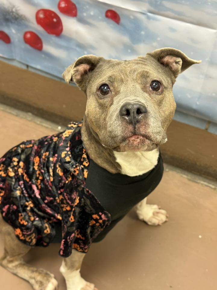 Enlarge Drina, a Adopted American Staffordshire Terrier in Wheaton, IL image 2/6