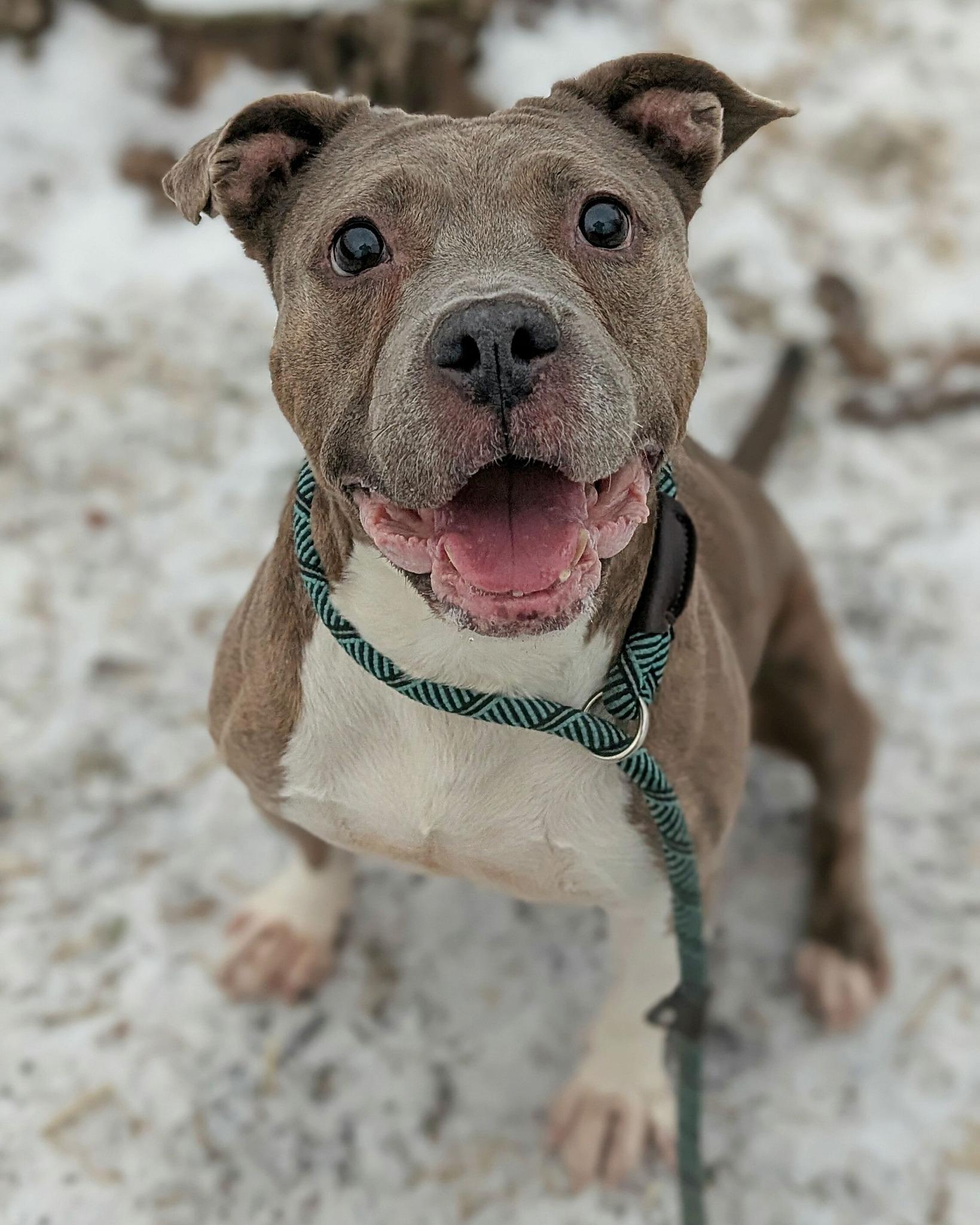 Enlarge Drina, a Adopted American Staffordshire Terrier in Wheaton, IL image 3/6