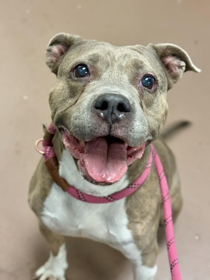 Enlarge Drina, a Adopted American Staffordshire Terrier in Wheaton, IL image 4/6