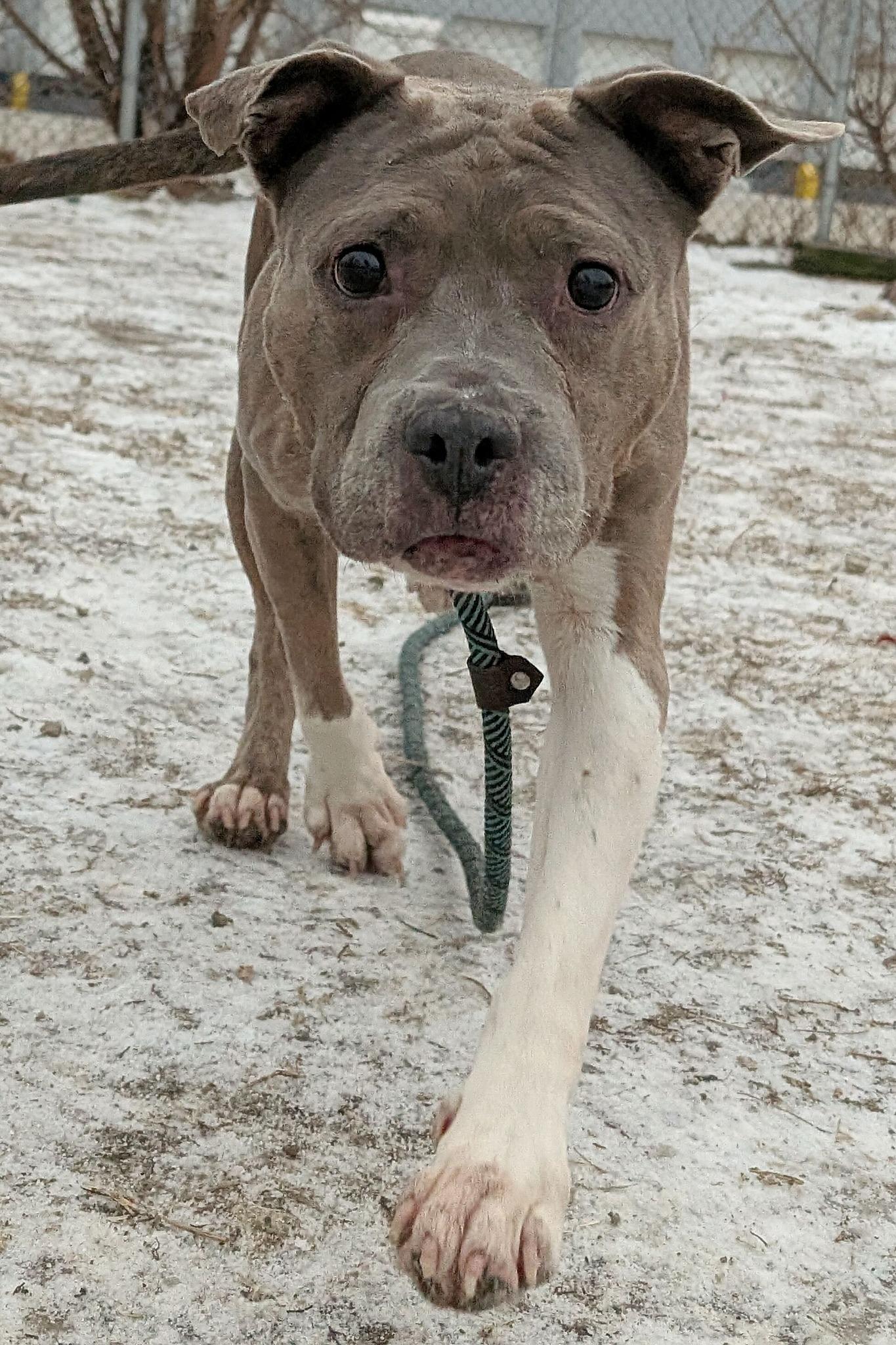 Enlarge Drina, a Adopted American Staffordshire Terrier in Wheaton, IL image 5/6