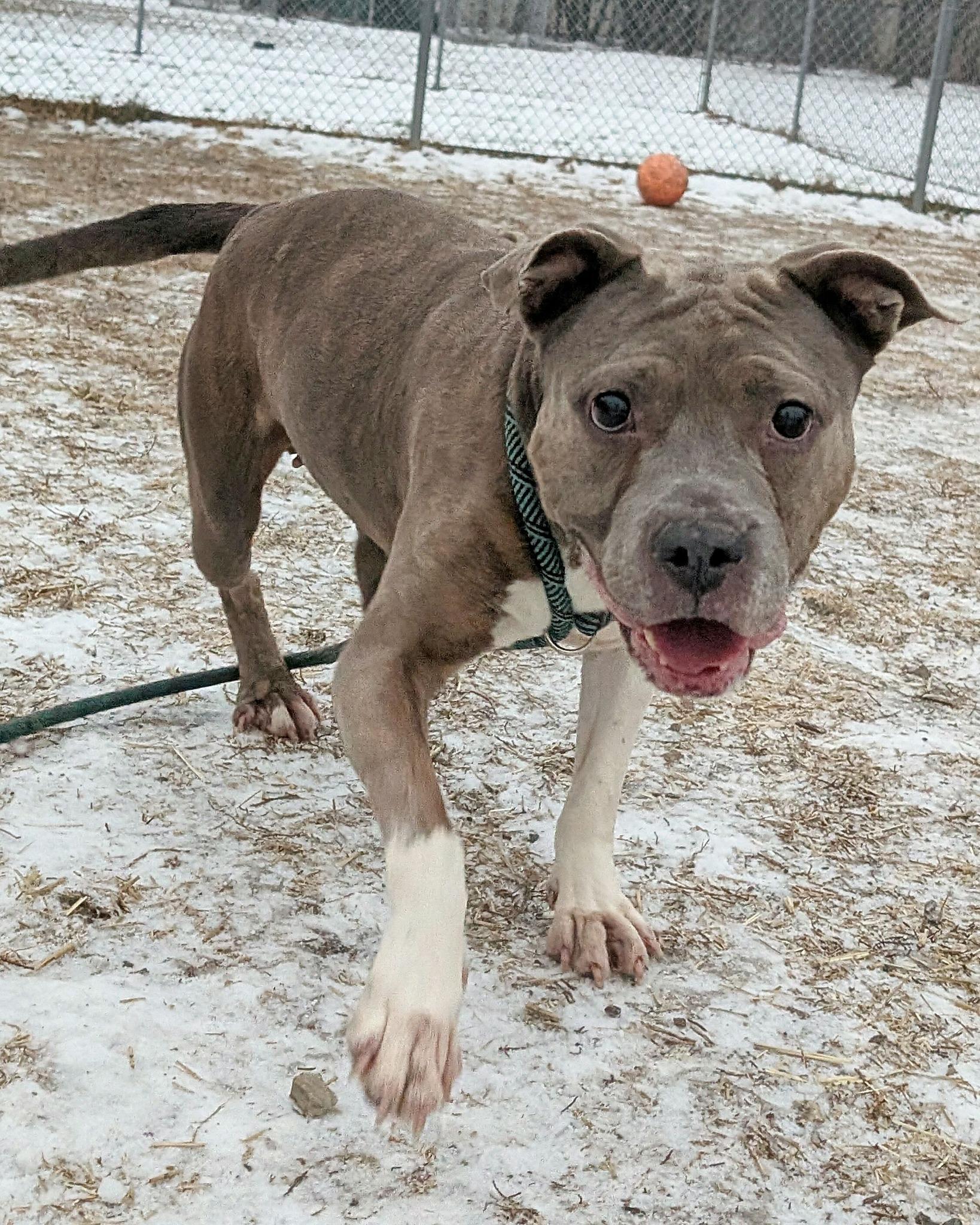 Enlarge Drina, a Adopted American Staffordshire Terrier in Wheaton, IL image 6/6