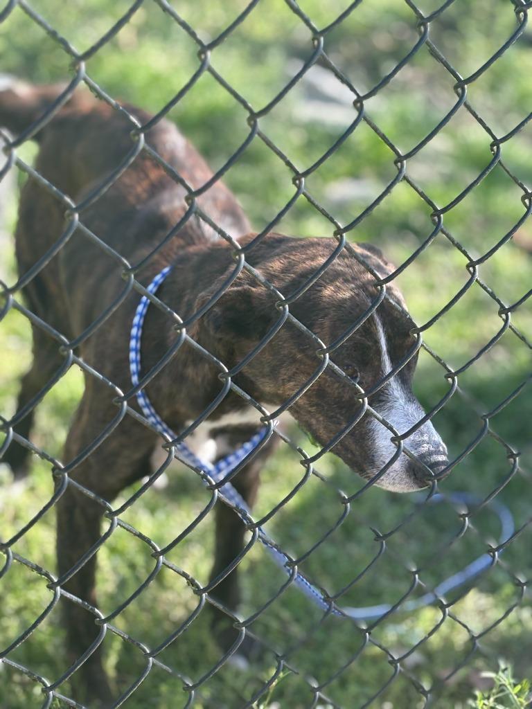 Mount, Adoptable, Young Female Mixed Breed.