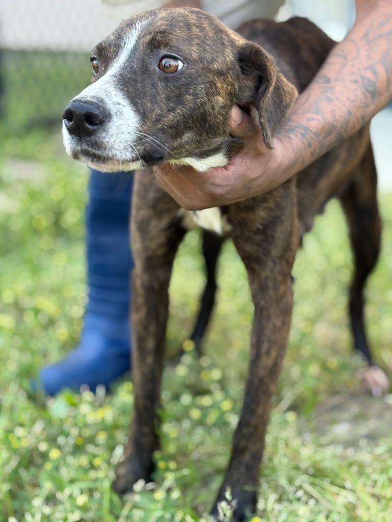 Enlarge Mount, a Adoptable mixed breed in Effingham, SC image 2/5