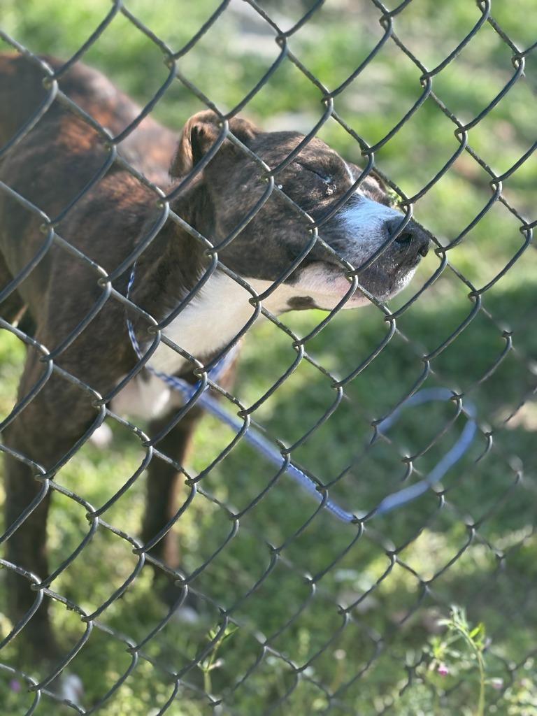 Enlarge Mount, a Adoptable mixed breed in Effingham, SC image 3/5