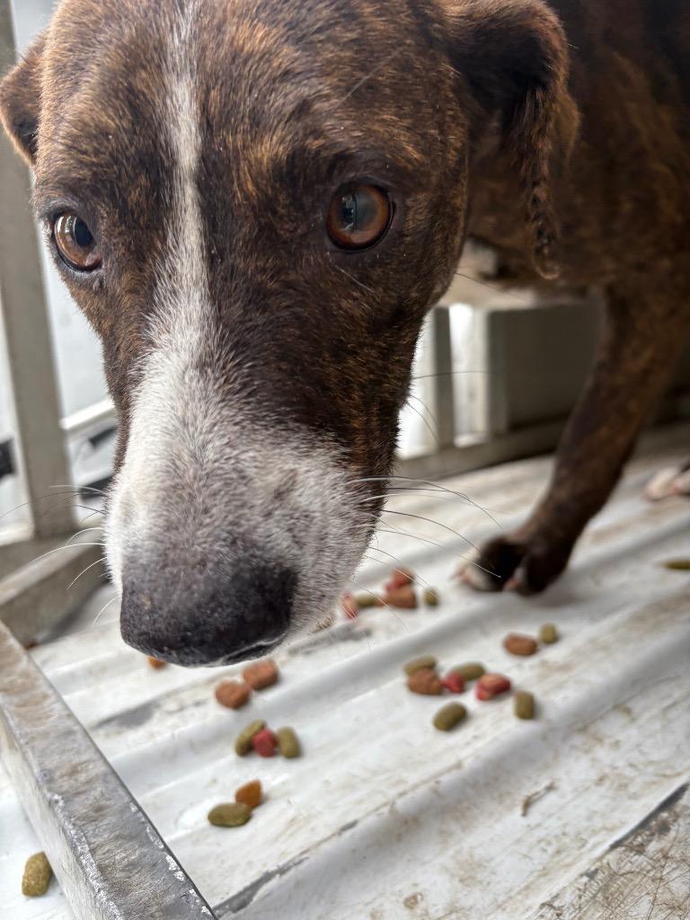 Enlarge Mount, a Adoptable mixed breed in Effingham, SC image 4/5