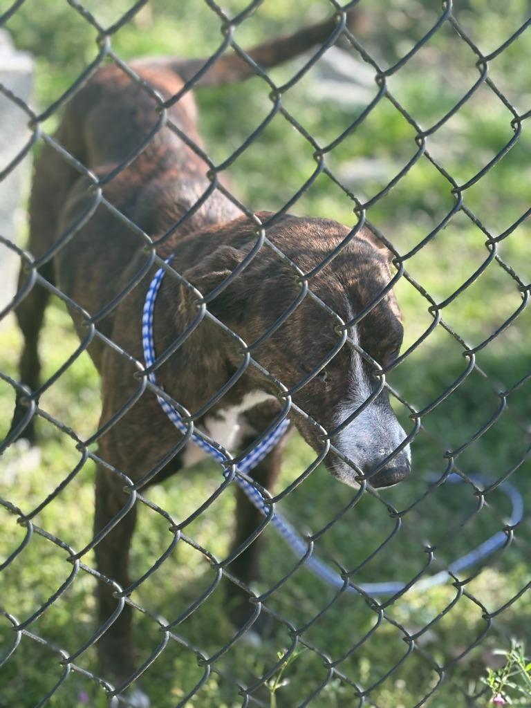 Enlarge Mount, a Adoptable mixed breed in Effingham, SC image 5/5