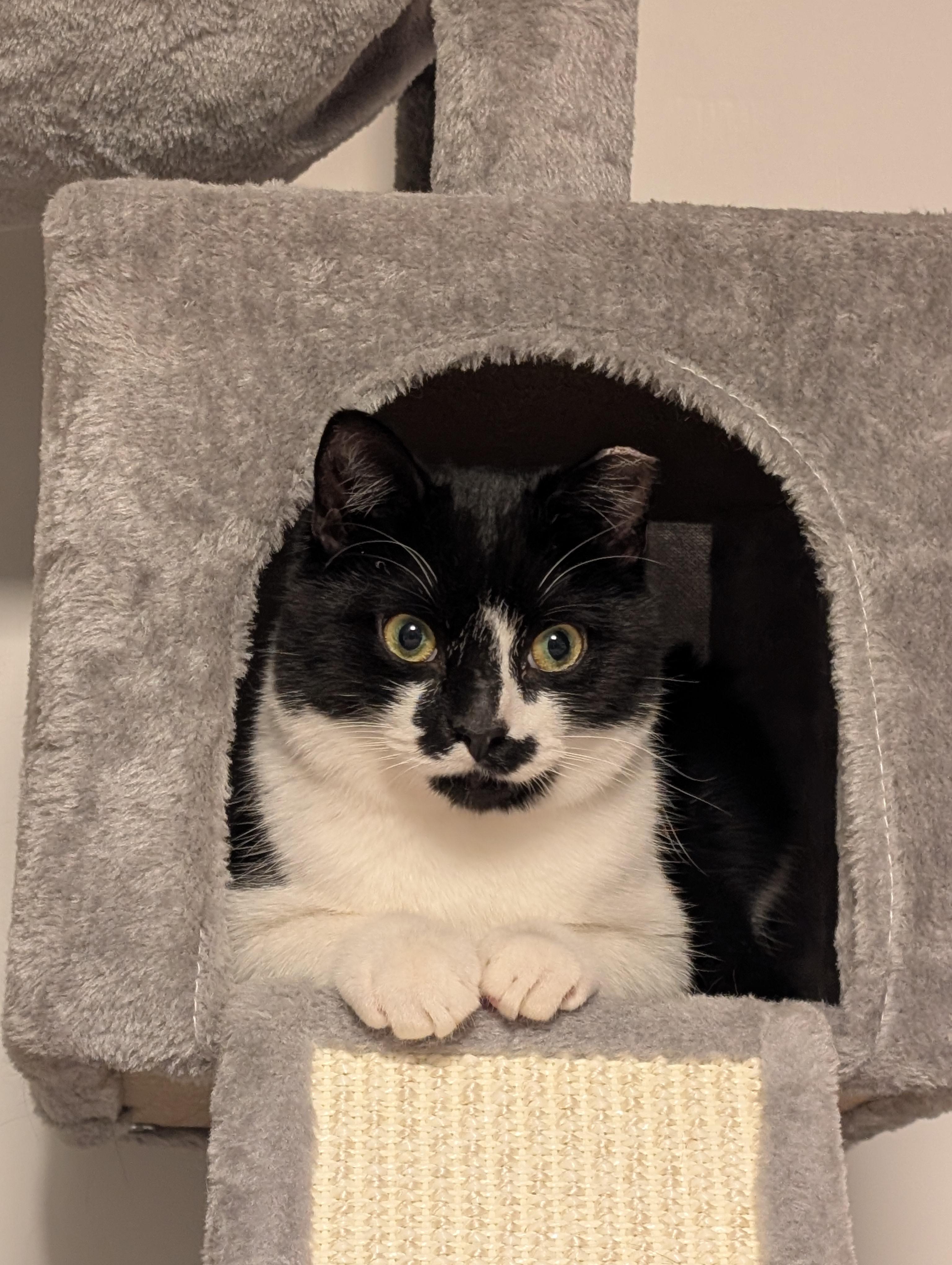 Fritz, ADOPTABLE, Young Male Domestic Short Hair.