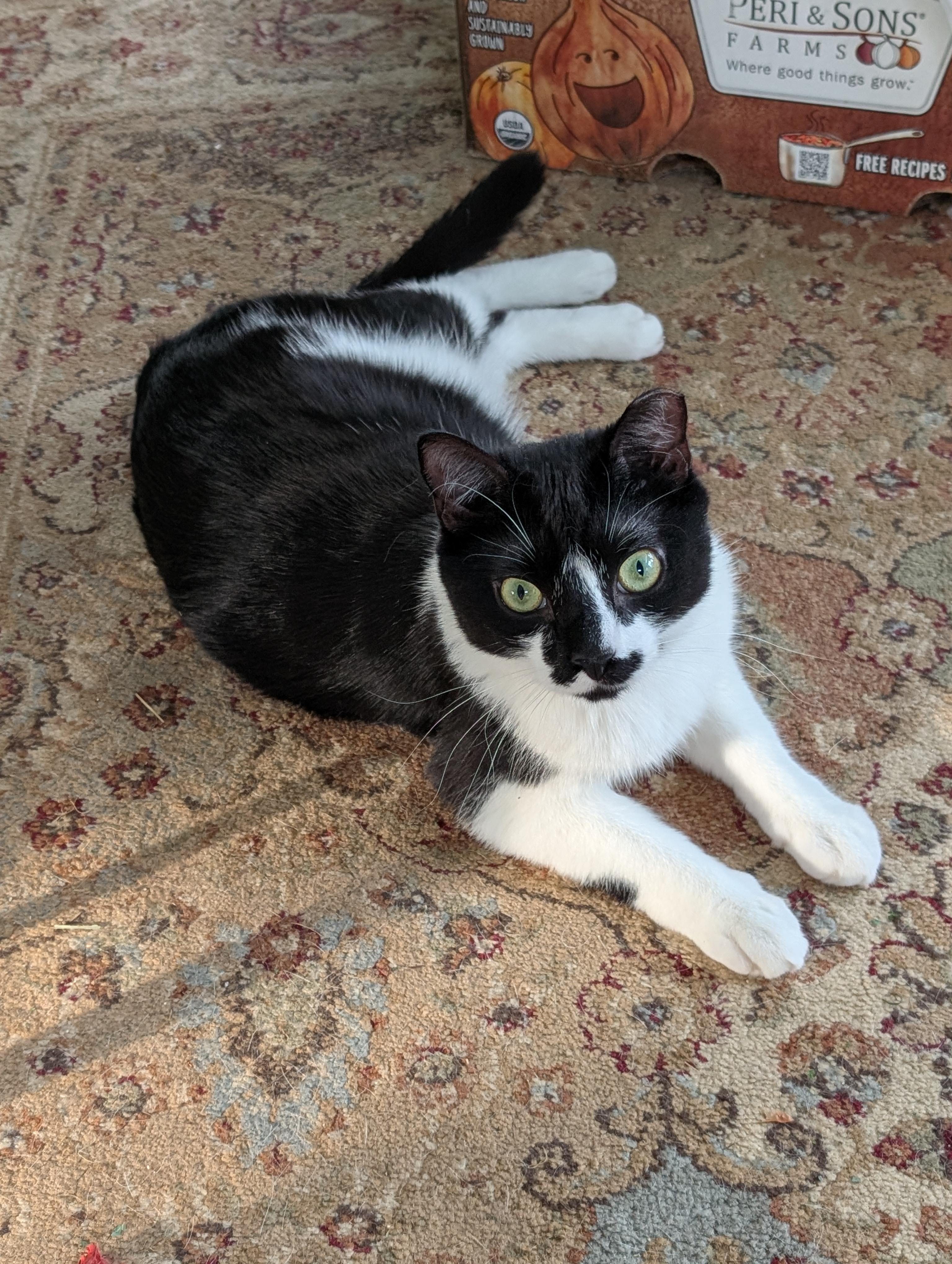 Fritz, adoptable, Young Male Domestic Short Hair.