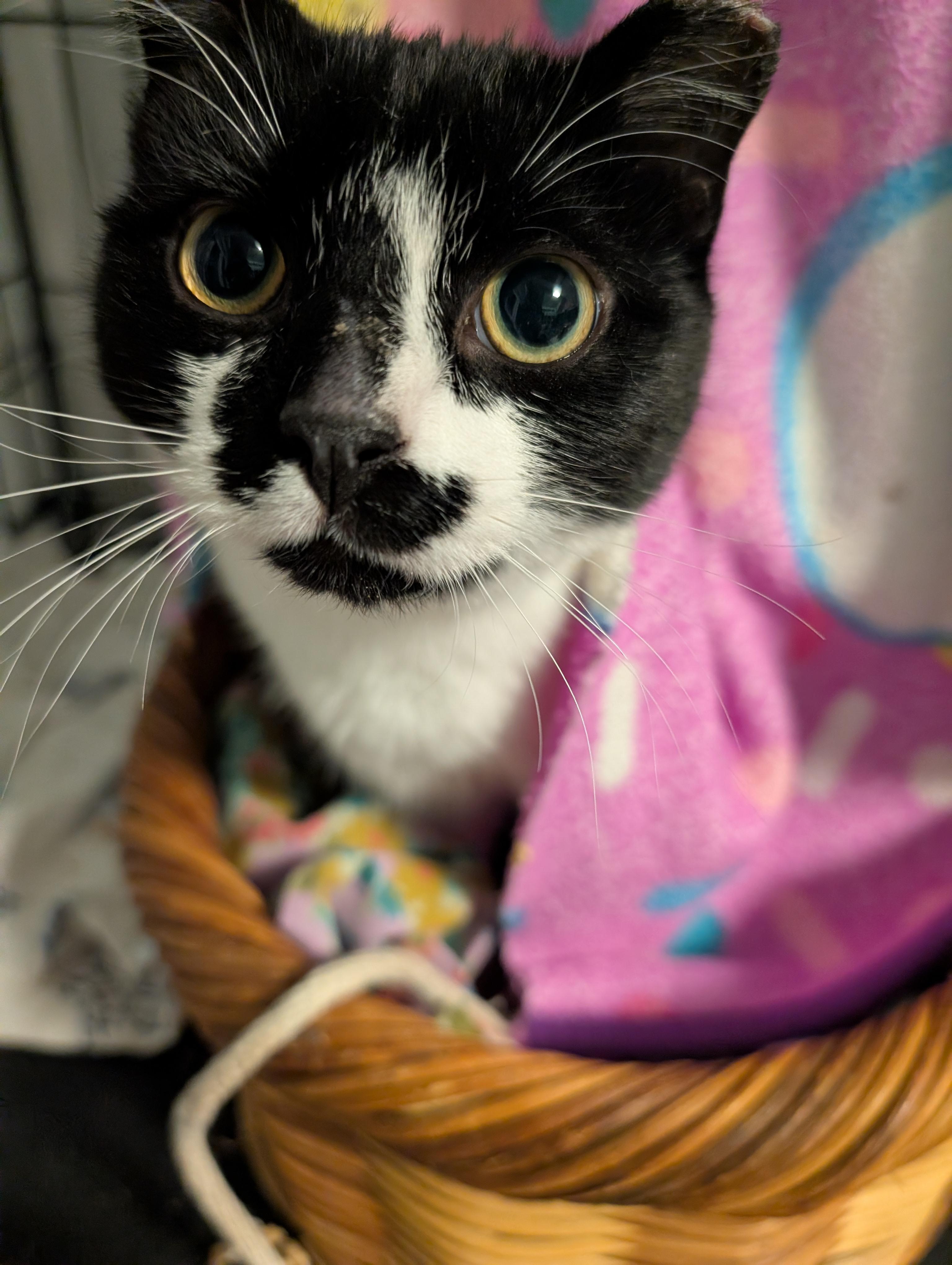 Enlarge Fritz, a ADOPTABLE Domestic Short Hair in Cedars, PA image 2/2