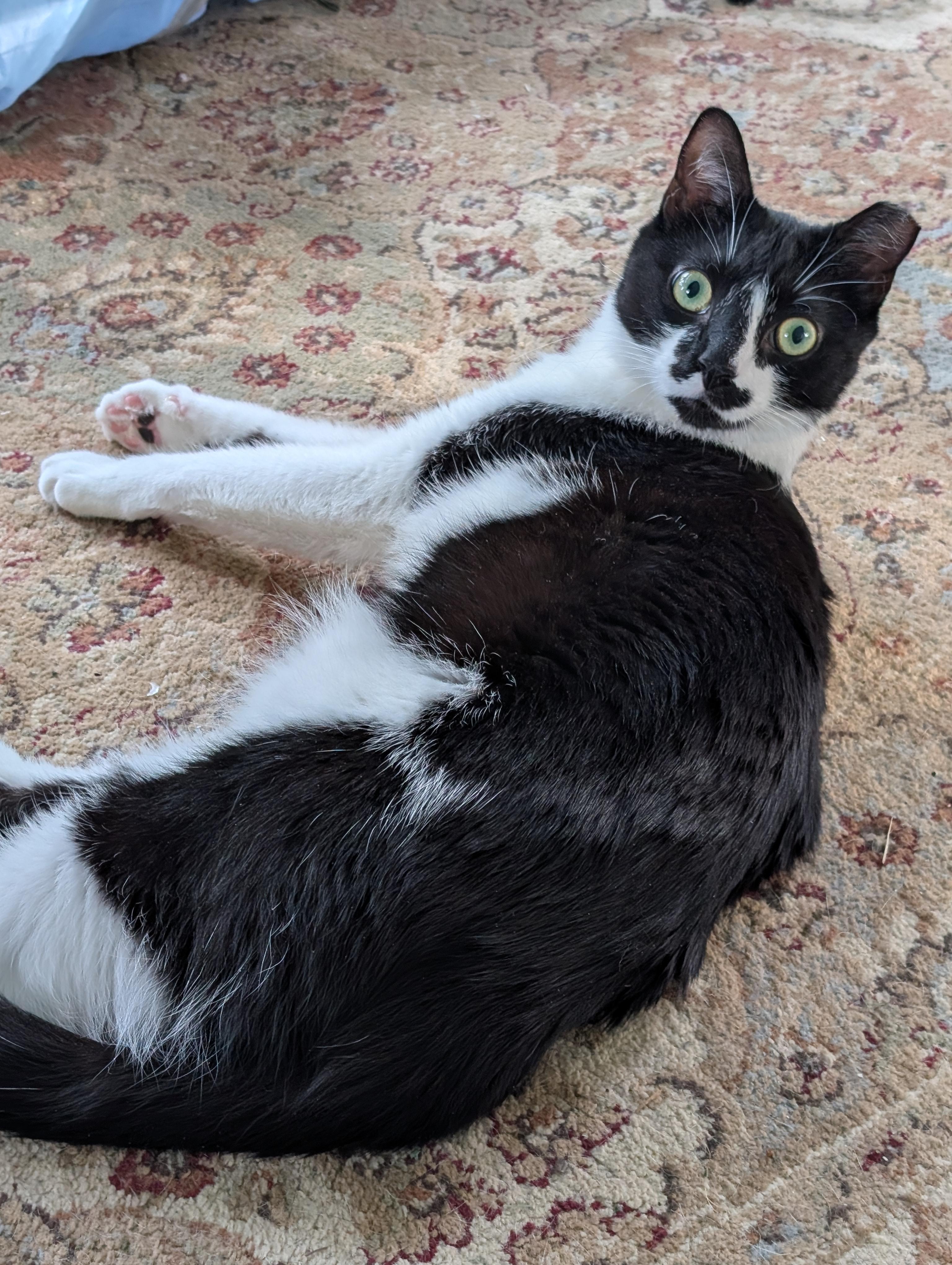 Fritz, an adoptable Domestic Short Hair in Cedars, PA image 4/5