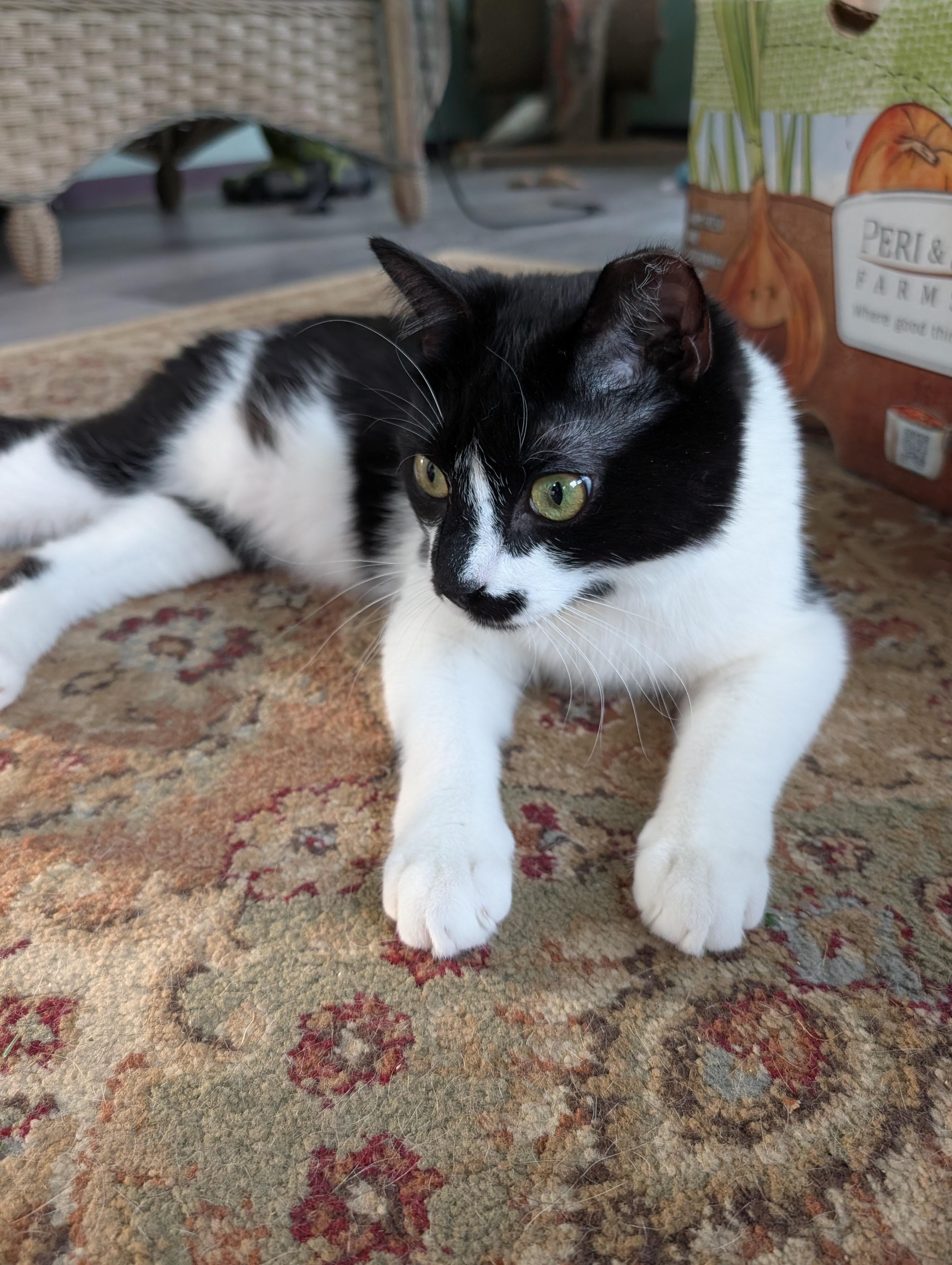 Fritz, an adoptable Domestic Short Hair in Cedars, PA image 5/5