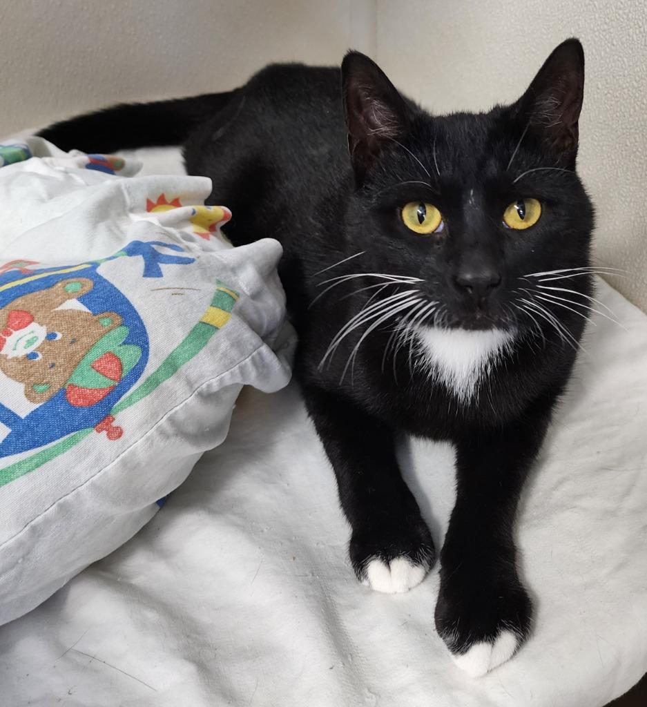 Whiskers thumbnail 2