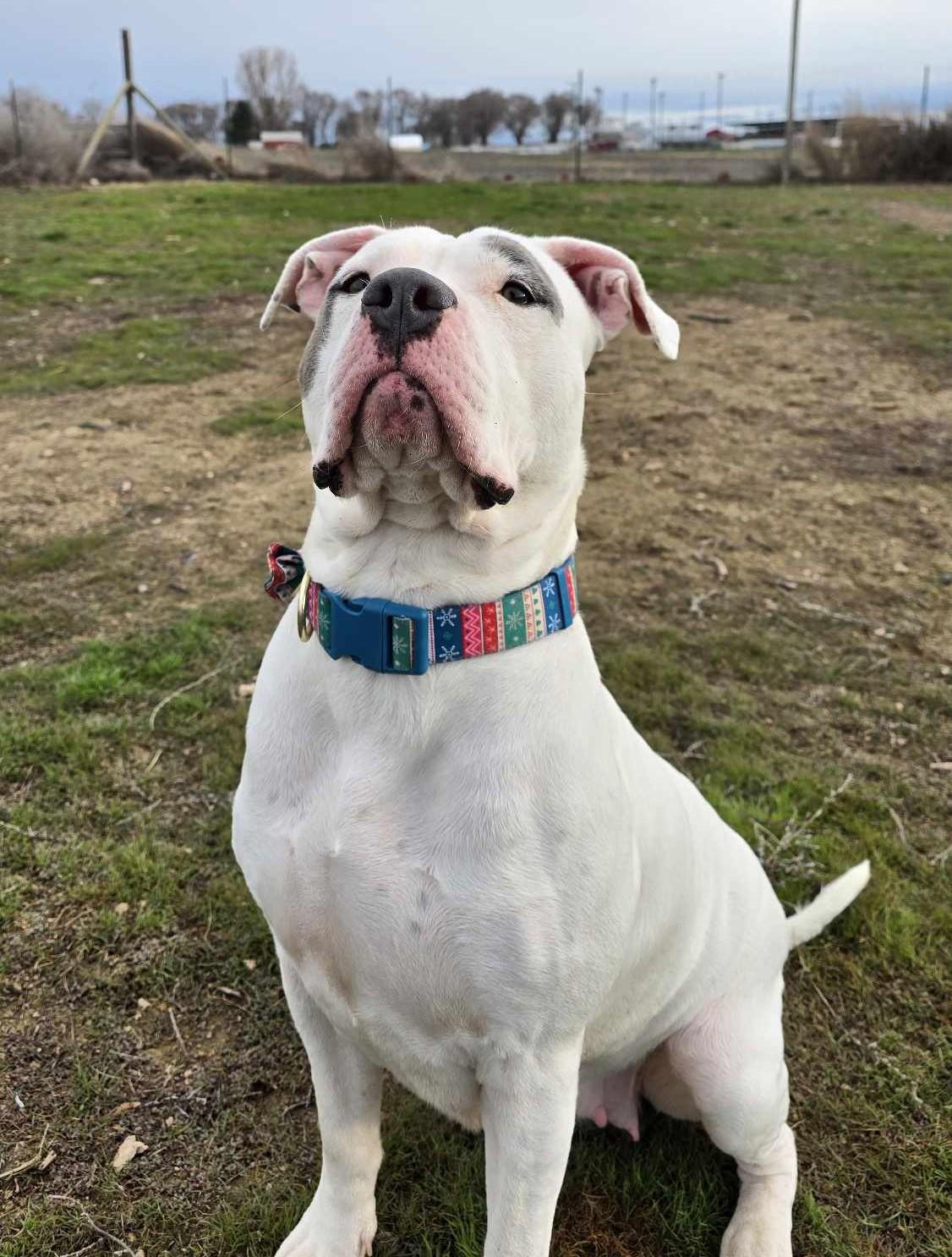 Quarry: RIDGE DOG GRADUATE FROM PRISON FACILITY, Adult Female unknown