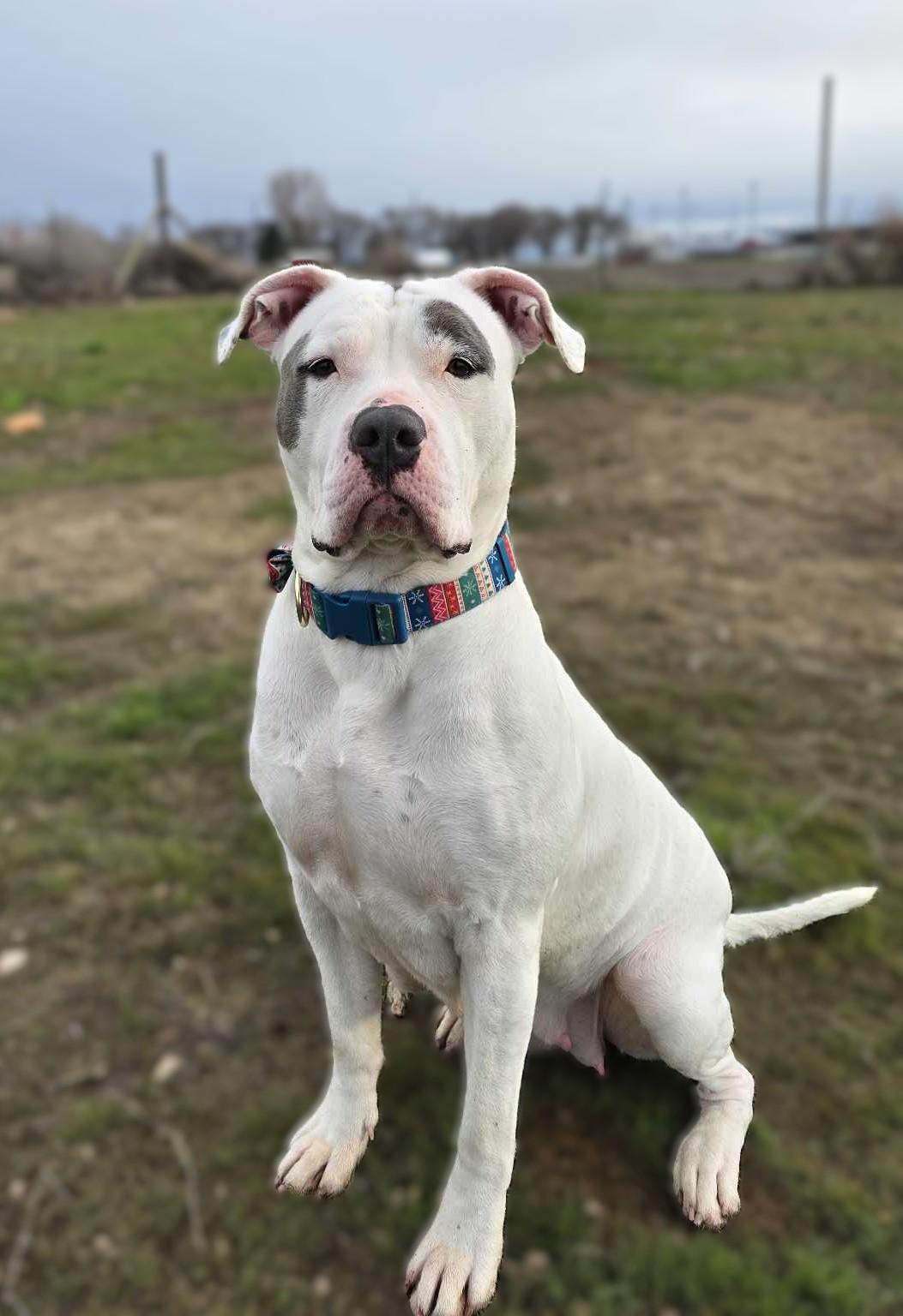 Quarry: RIDGE DOG GRADUATE FROM PRISON FACILITY photo 4