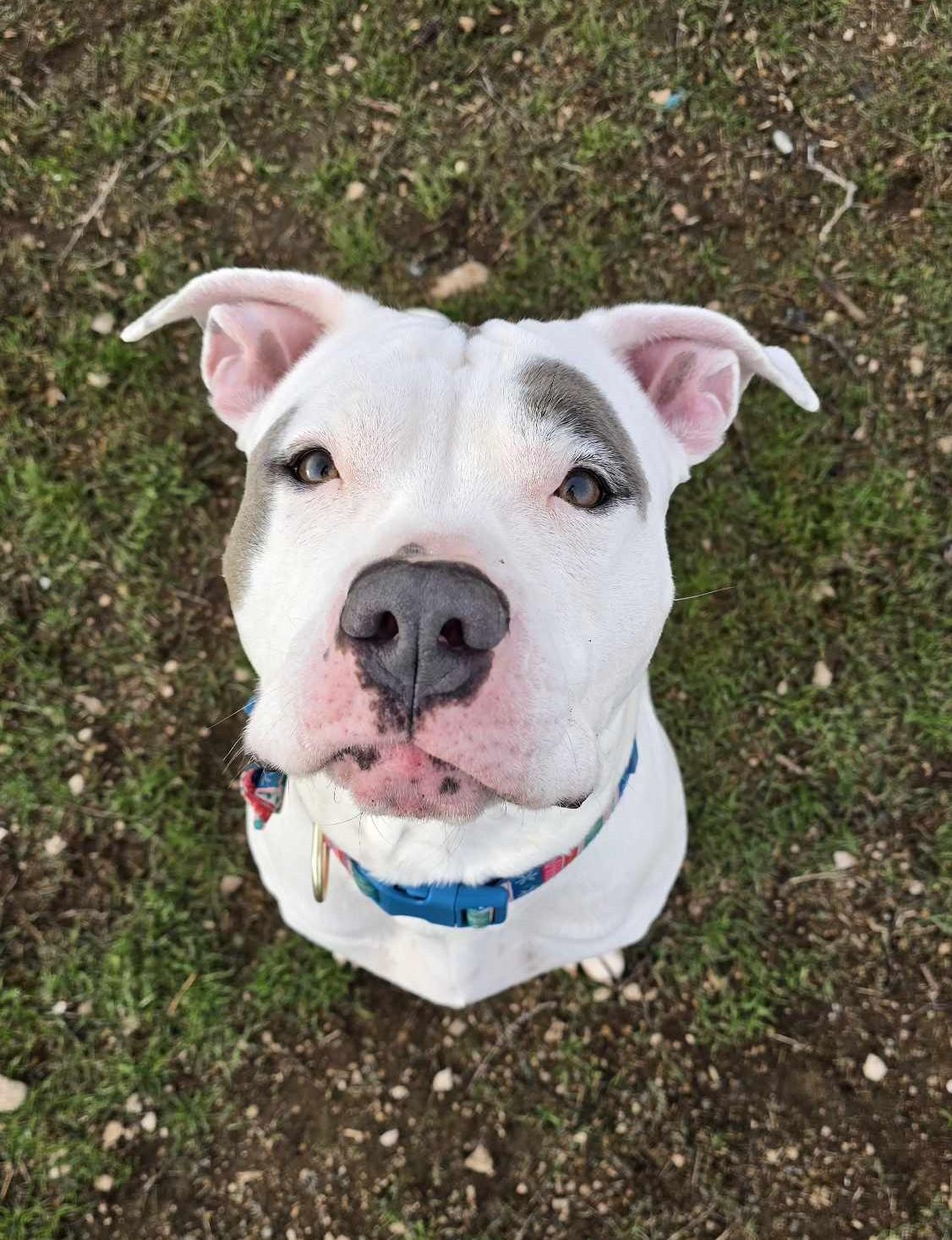 Quarry: RIDGE DOG GRADUATE FROM PRISON FACILITY photo 5