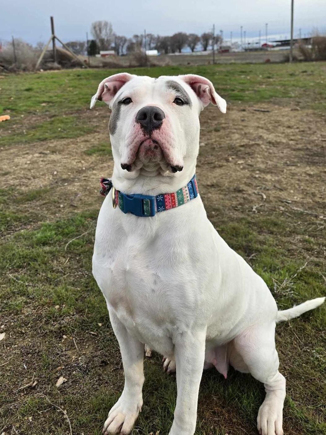 Quarry: RIDGE DOG GRADUATE FROM PRISON FACILITY photo 2