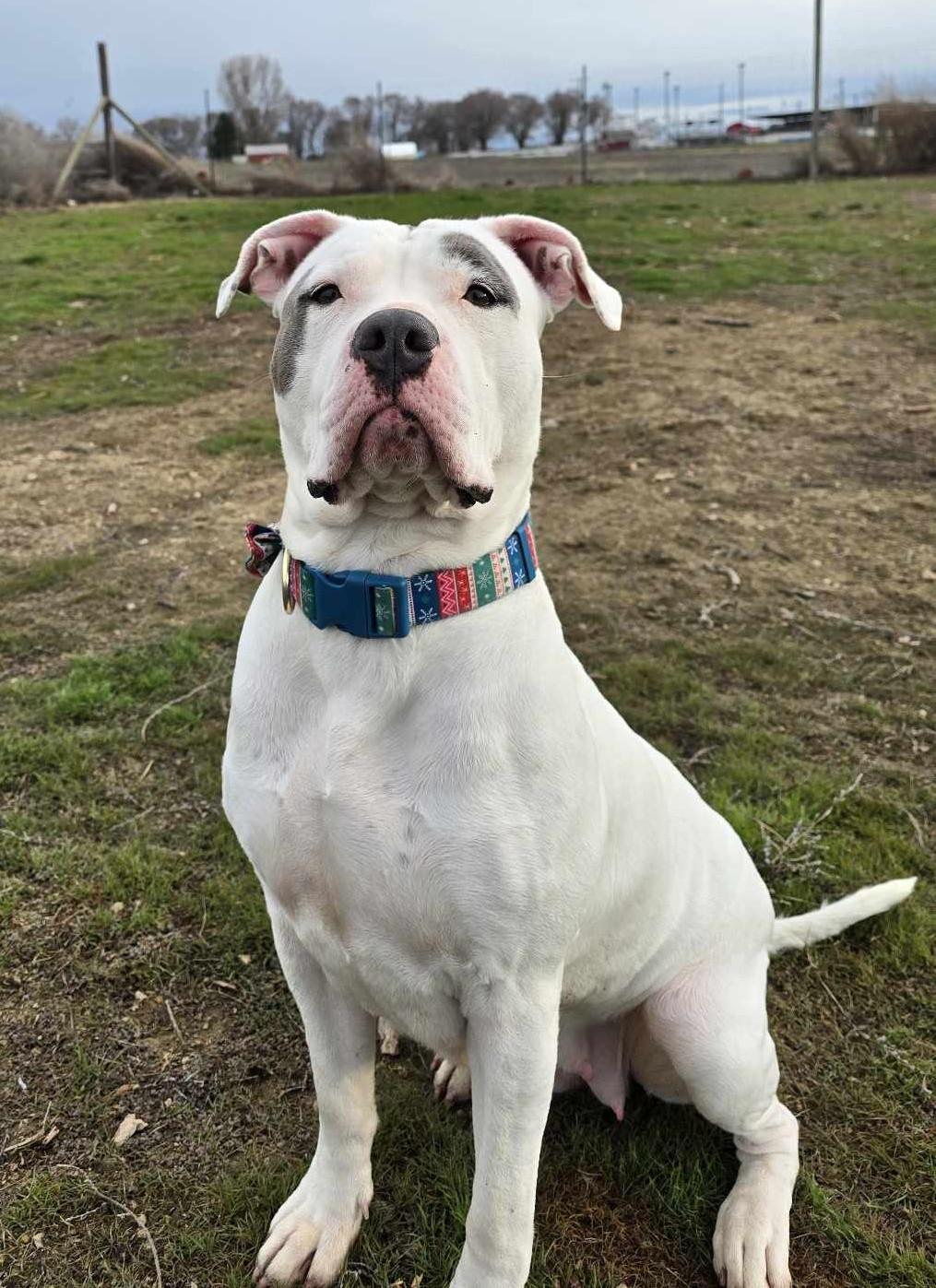 Quarry: RIDGE DOG GRADUATE FROM PRISON FACILITY photo 3