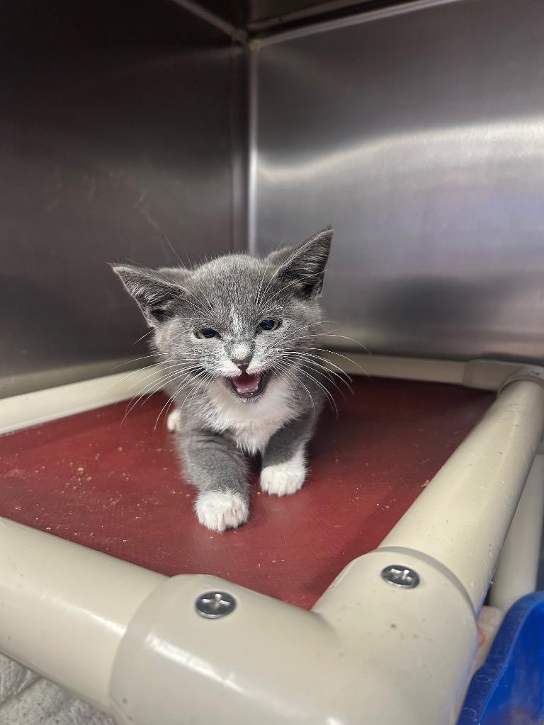 Willow, Adoptable, Kitten Female Domestic Short Hair.