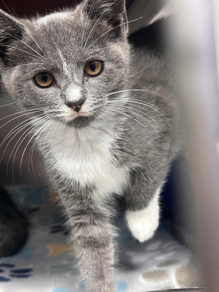 Enlarge Willow, a Adoptable mixed breed in New Manchester, WV image 4/6