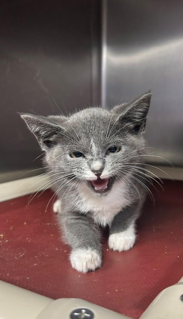 Enlarge Willow, a Adoptable mixed breed in New Manchester, WV image 5/6