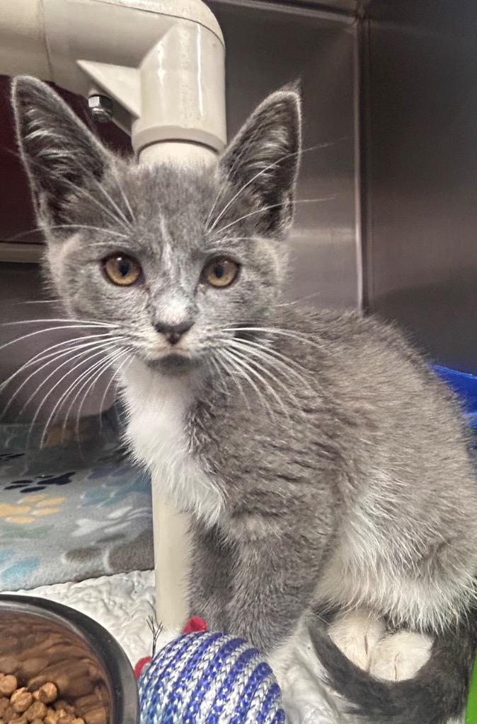 Enlarge Willow, a Adoptable mixed breed in New Manchester, WV image 6/6