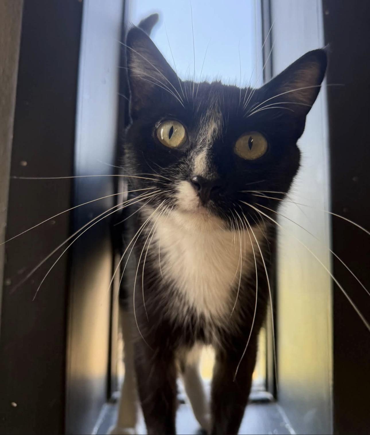 Enlarge Midnight, a Adoptable Tuxedo in Vicksburg, MS image 1/2