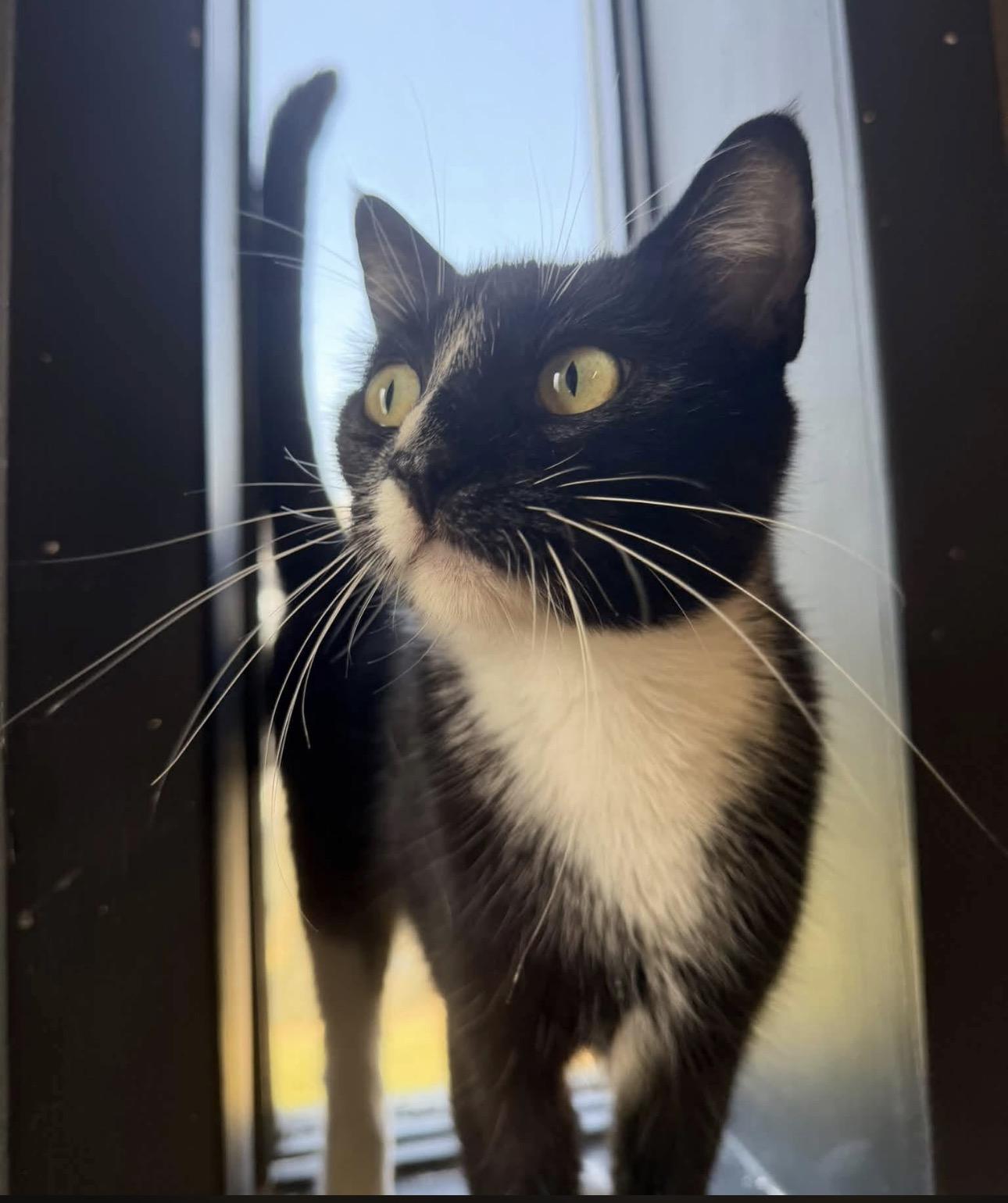 Enlarge Midnight, a Adoptable Tuxedo in Vicksburg, MS image 2/2