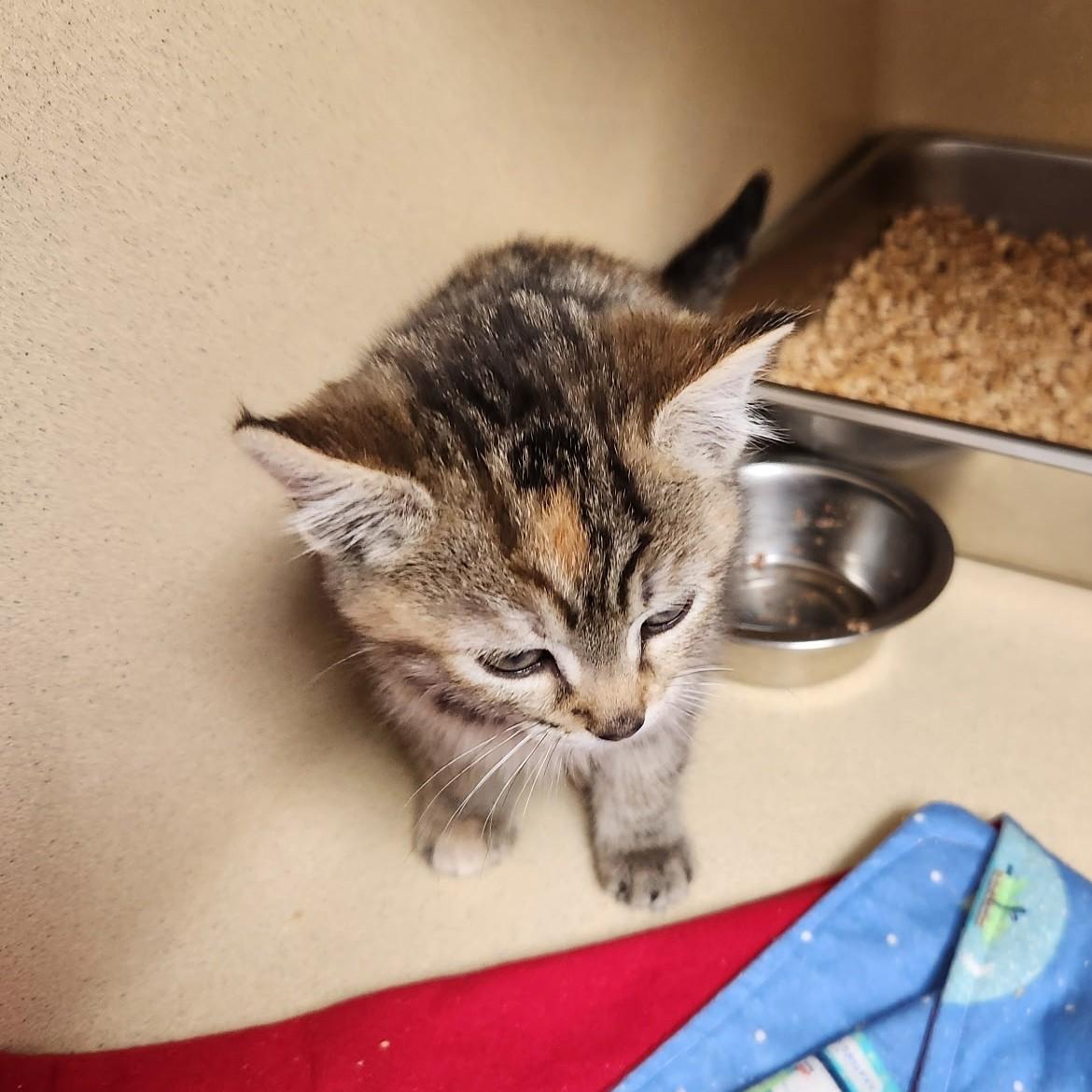 Sunshine thumbnail 2