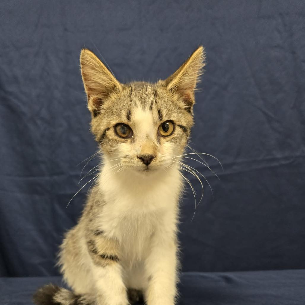 Enlarge Jai, a Adoptable Domestic Short Hair in Harrisonburg, VA image 1/2