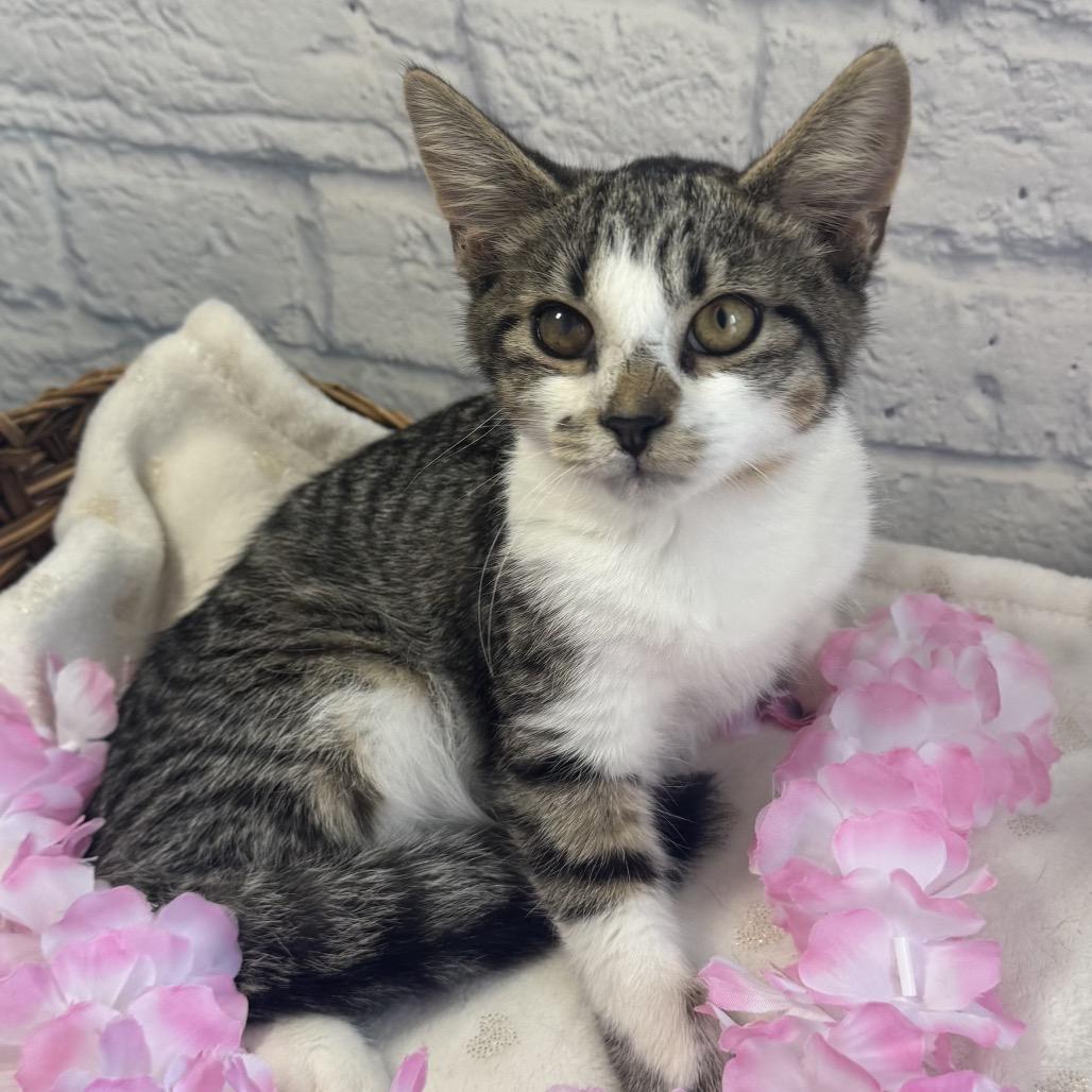 Enlarge Jai, a Adoptable Domestic Short Hair in Harrisonburg, VA image 2/2