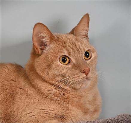 THEODORE, Adoptable, Adult Male Domestic Short Hair.