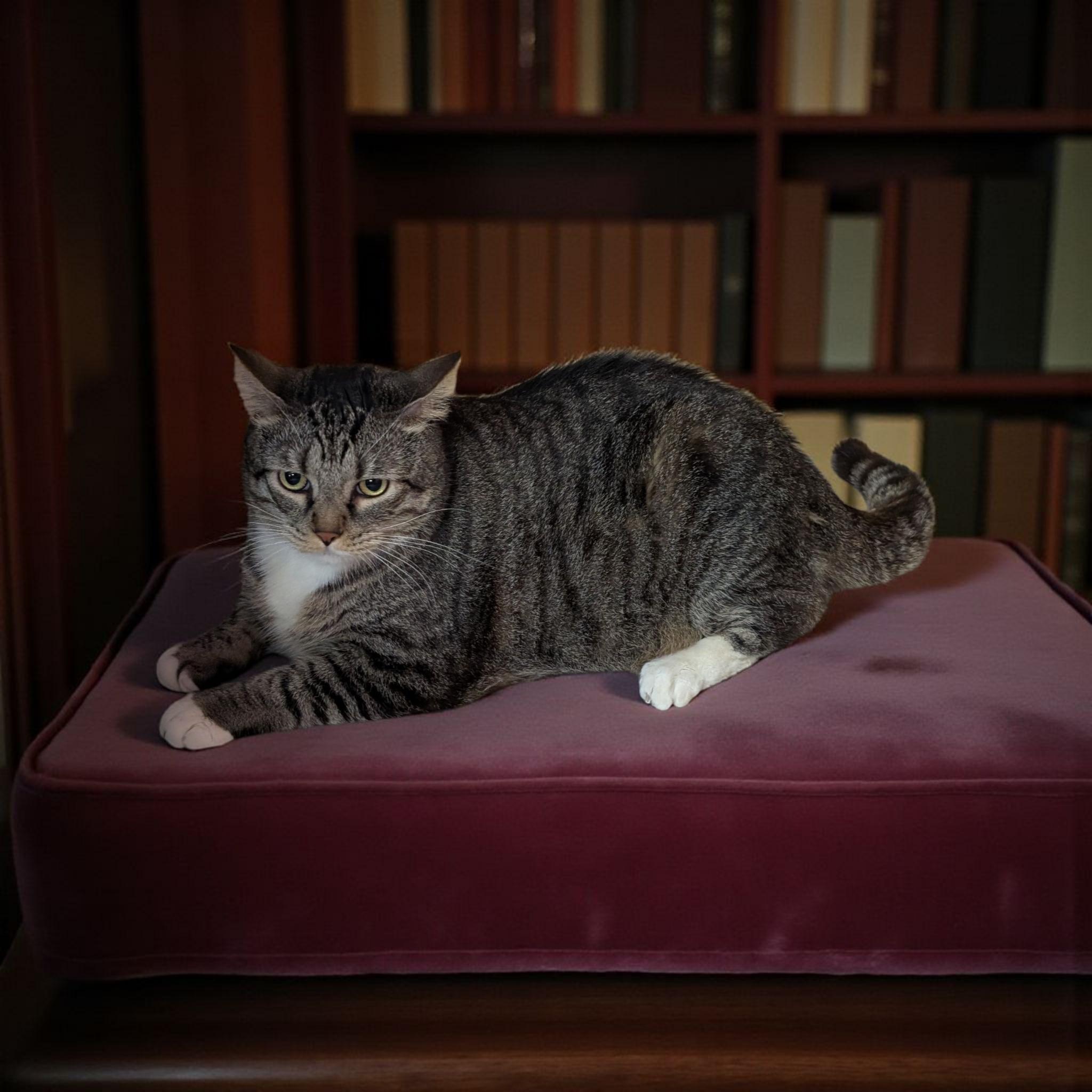 Enlarge Sadie (Shy), a Adoptable Domestic Short Hair in Greeneville, TN image 5/5