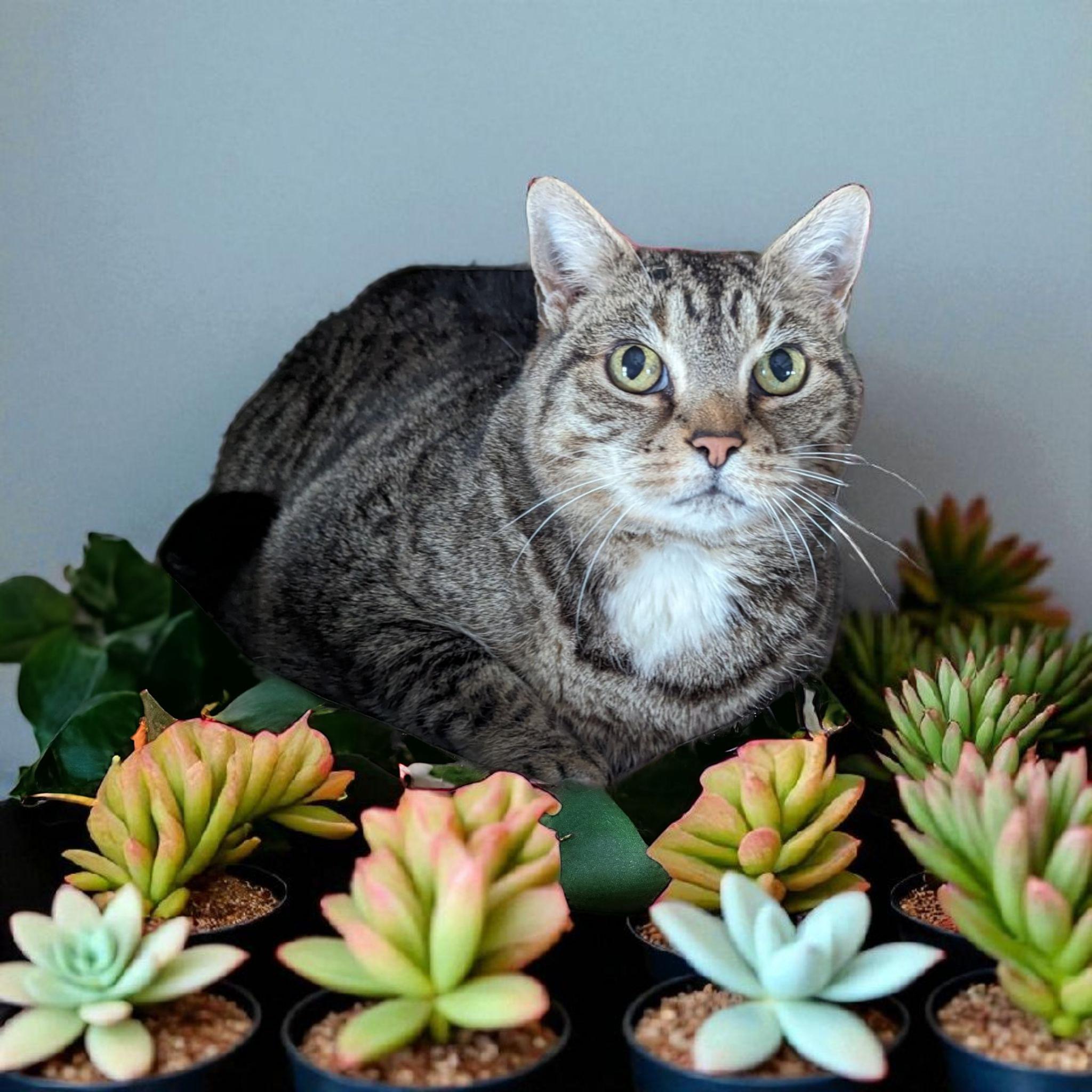 Sadie (Shy), Adoptable, Senior Female Domestic Short Hair.