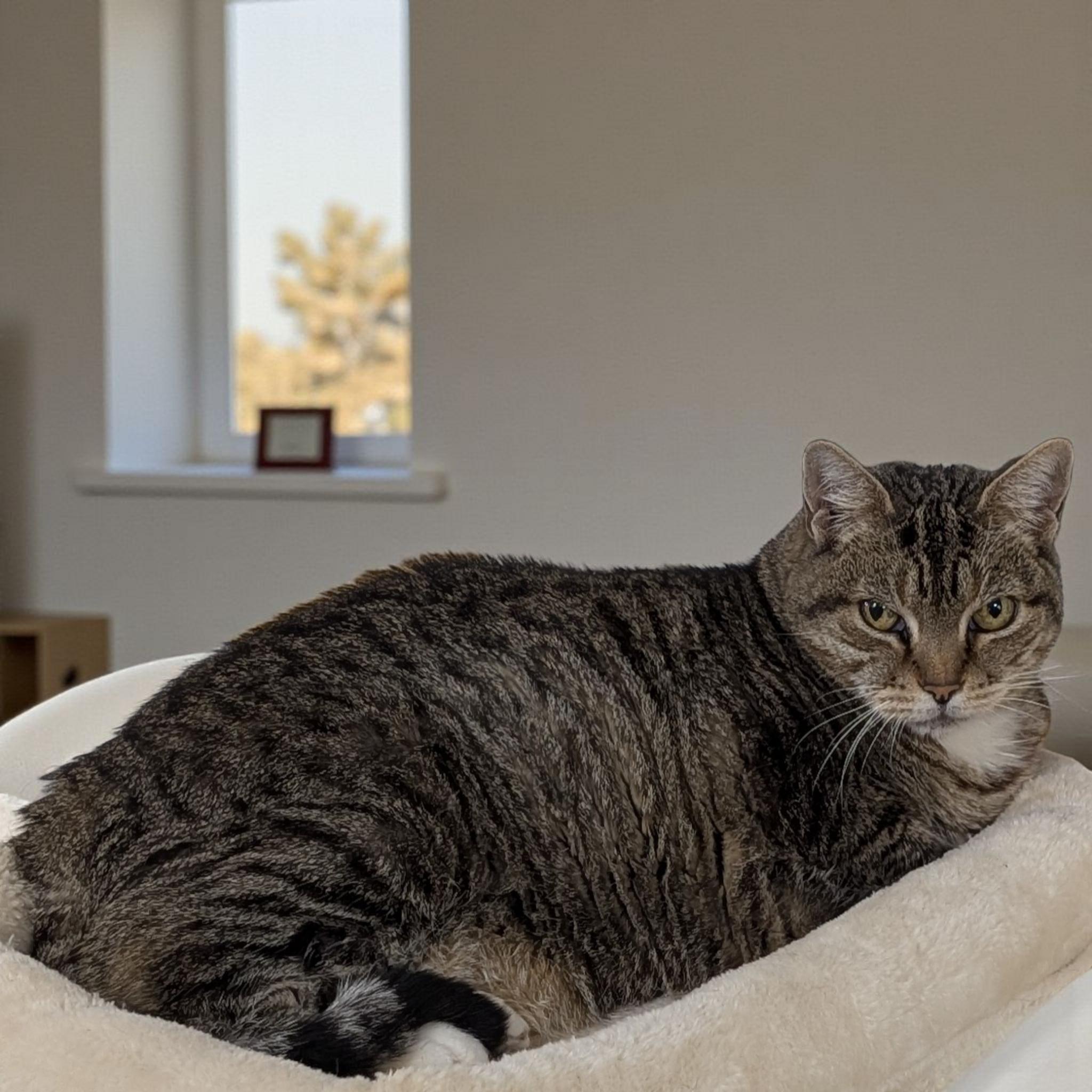 Enlarge Sadie (Shy), a Adoptable Domestic Short Hair in Greeneville, TN image 2/5
