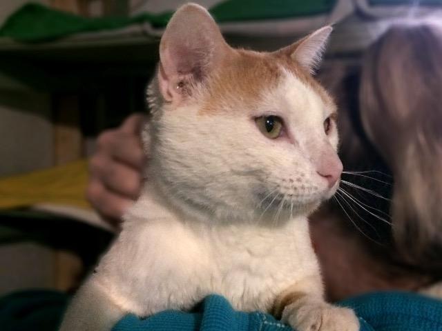 Gordon, Adoptable, Senior Male Domestic Short Hair.