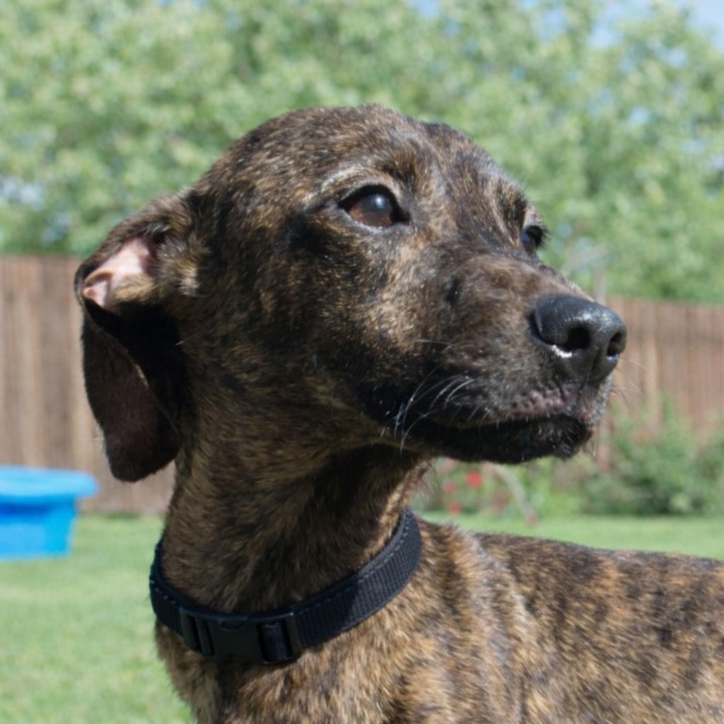 Enlarge Fritz, a Adoptable mixed breed in Wimberley, TX image 1/6