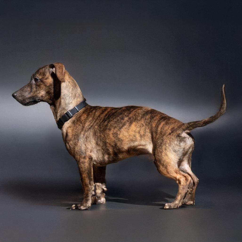 Enlarge Fritz, a Adoptable mixed breed in Wimberley, TX image 2/6