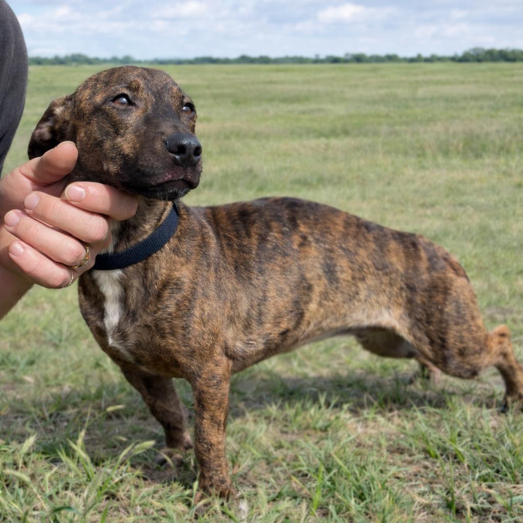 Enlarge Fritz, a Adoptable mixed breed in Wimberley, TX image 3/6