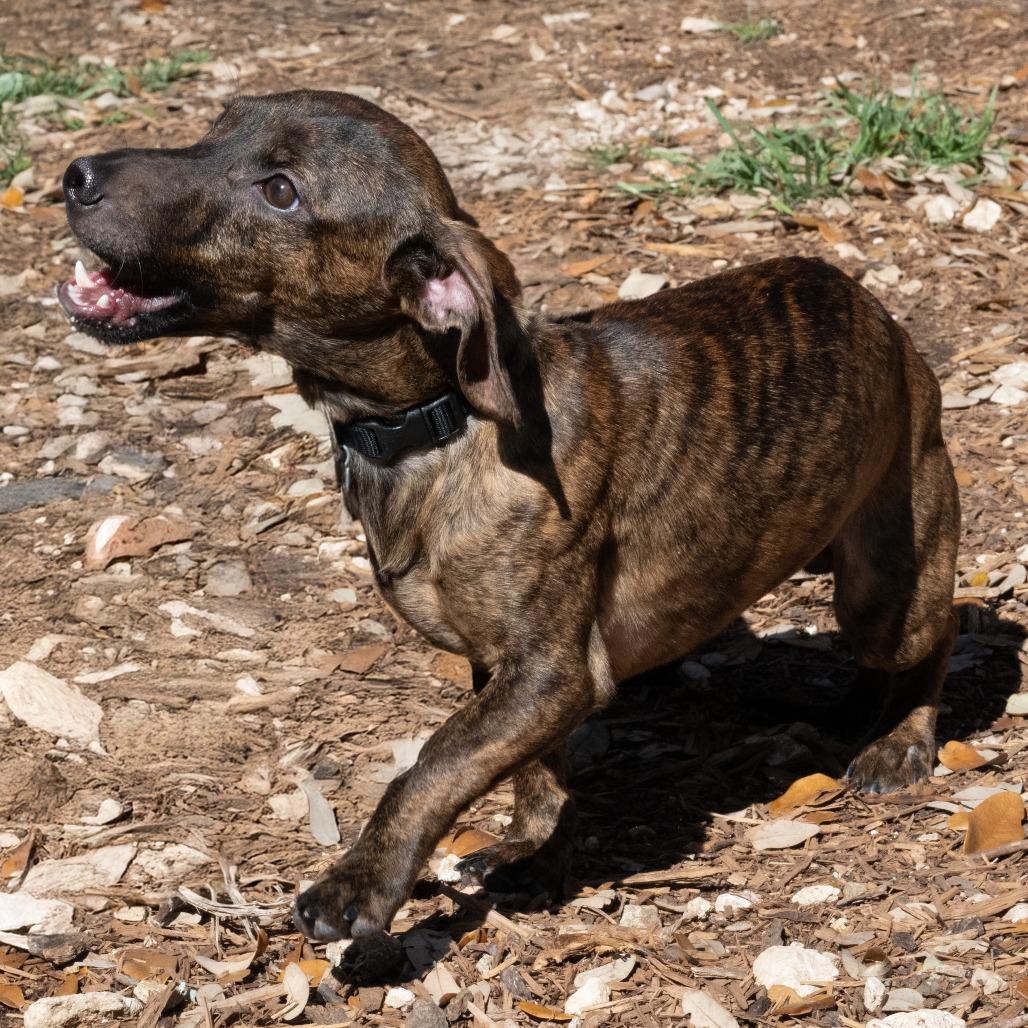 Enlarge Fritz, a Adoptable mixed breed in Wimberley, TX image 5/6