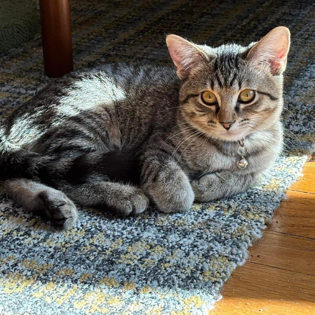 Tea (Grigsby Sister), Adoptable, Kitten Female Domestic Short Hair.