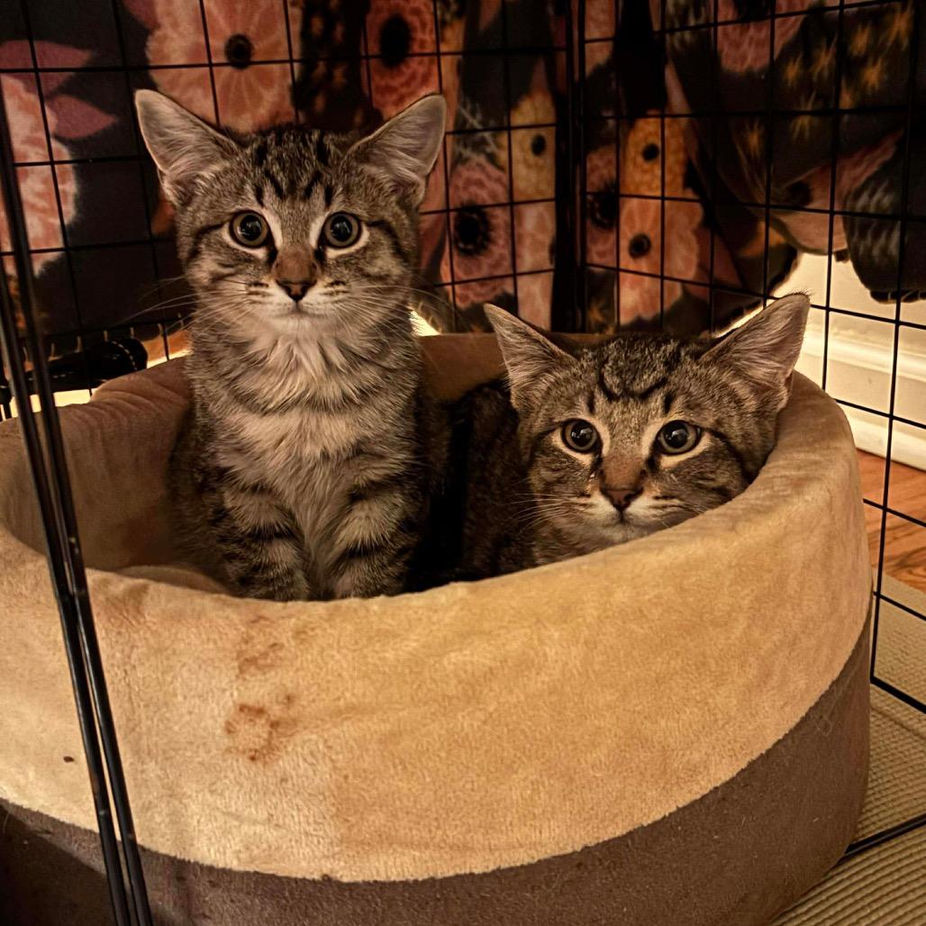 Tea (Grigsby Sister), a Adoptable Domestic Short Hair in Sand Springs, OK image 1/2