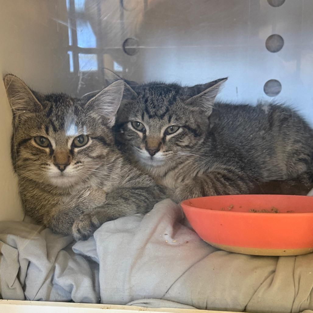 Tea (Grigsby Sister), a Adoptable Domestic Short Hair in Sand Springs, OK image 2/2