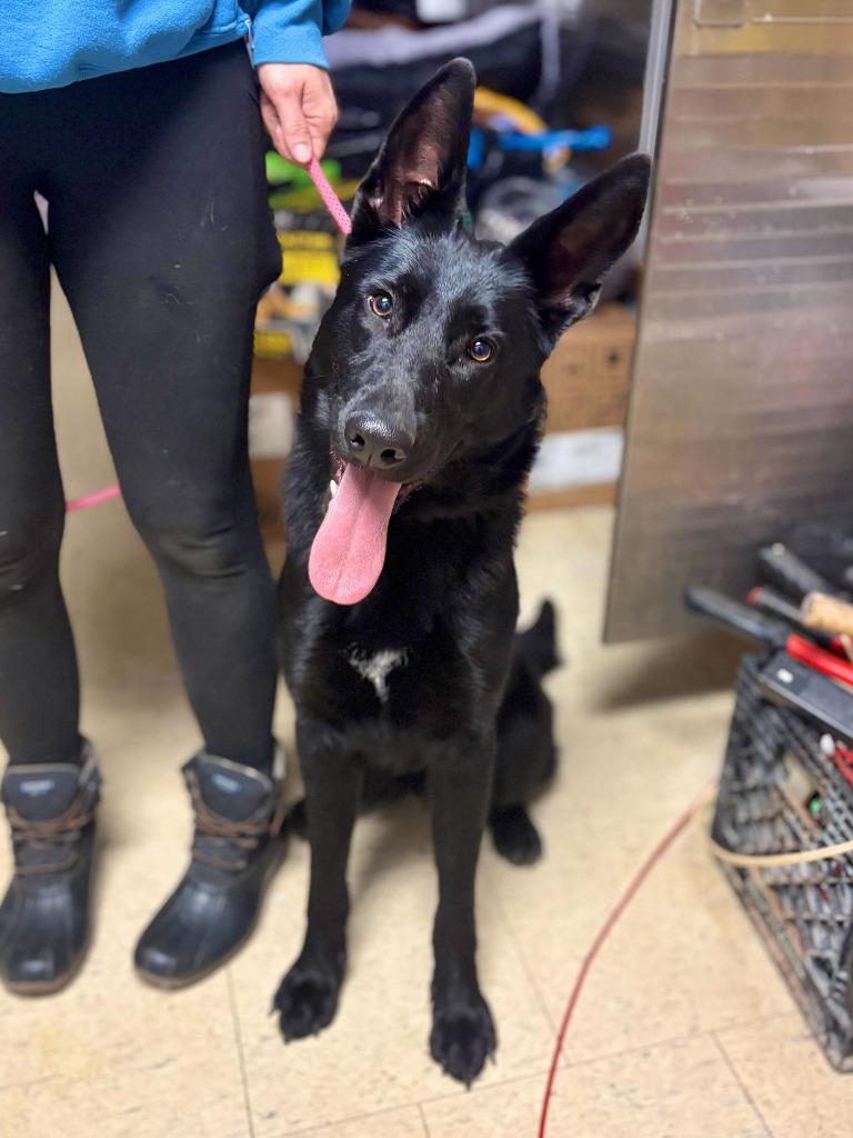 Waneta, Adopted, Young Female German Shepherd Dog.