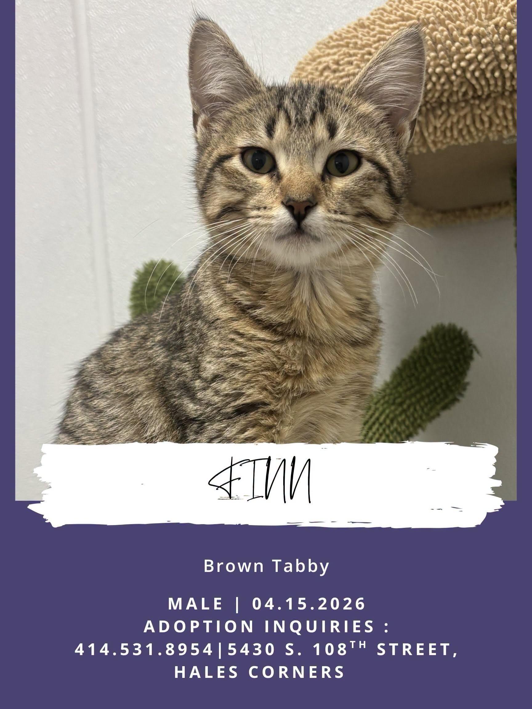 Finn - Sweet and affectionate, a Adoptable Domestic Short Hair in Hales Corners, WI image 5/6