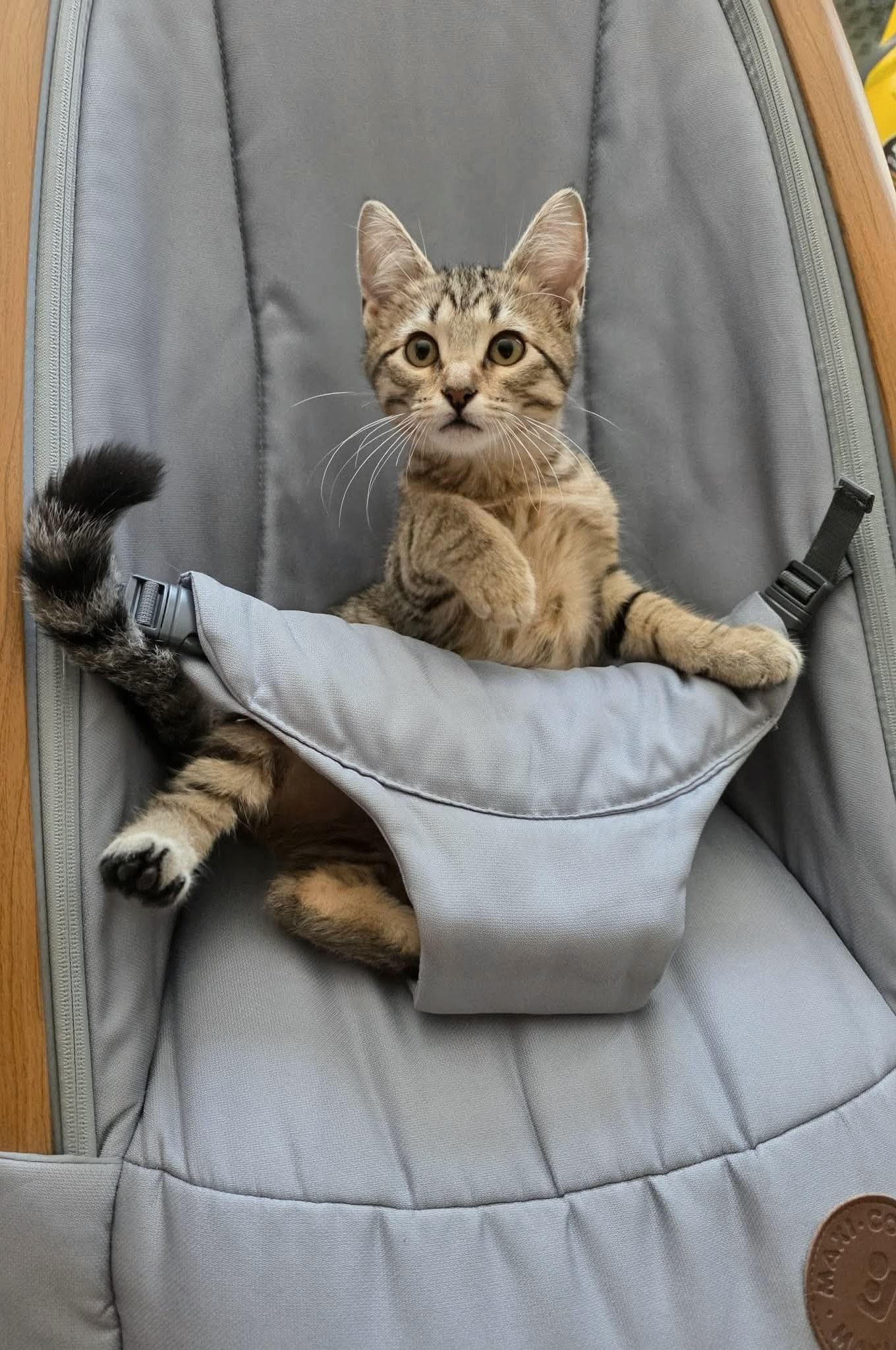 Finn - Sweet and affectionate, a Adoptable Domestic Short Hair in Hales Corners, WI image 1/6