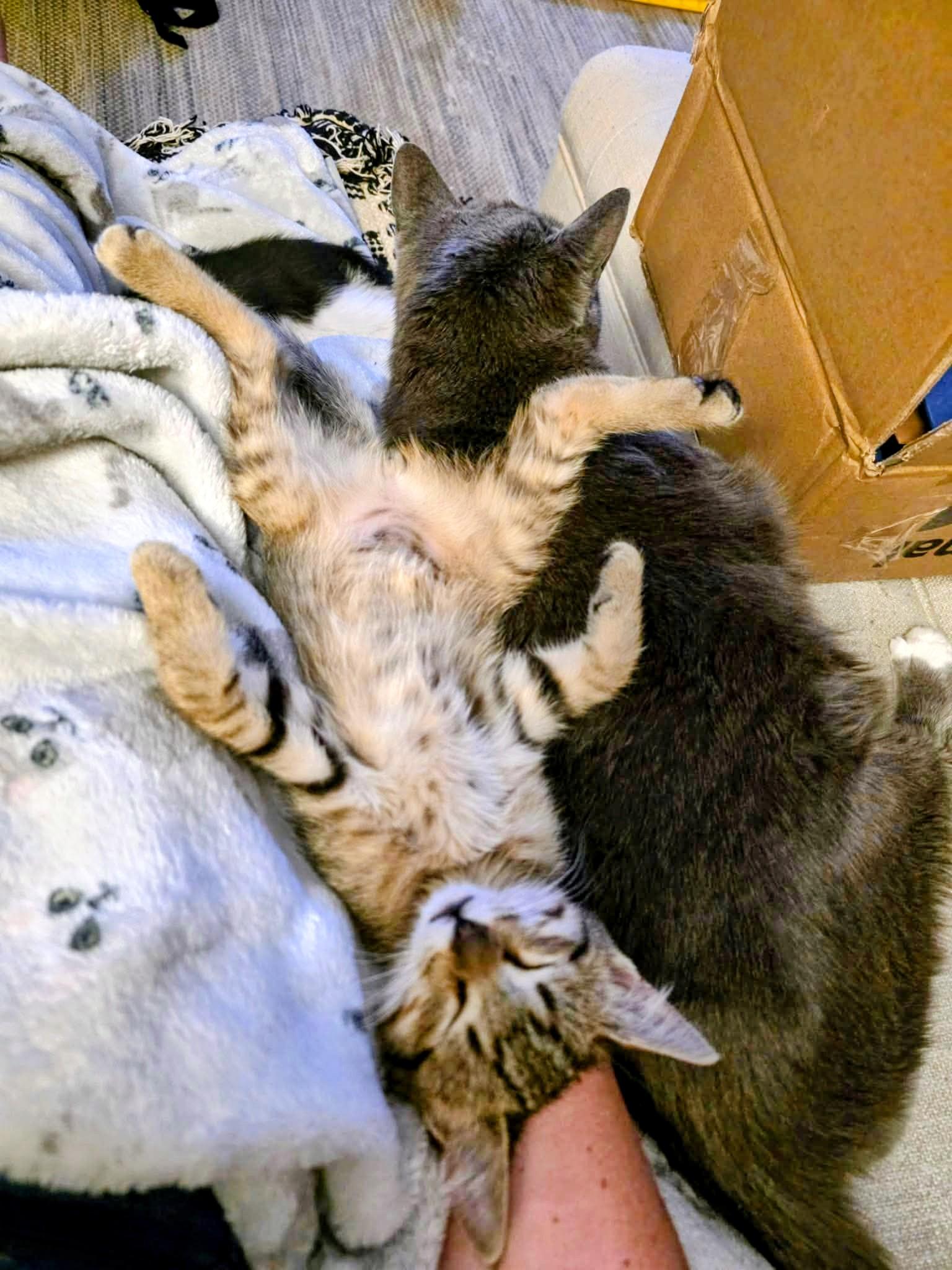 Finn - Sweet and affectionate, a Adoptable Domestic Short Hair in Hales Corners, WI image 6/6
